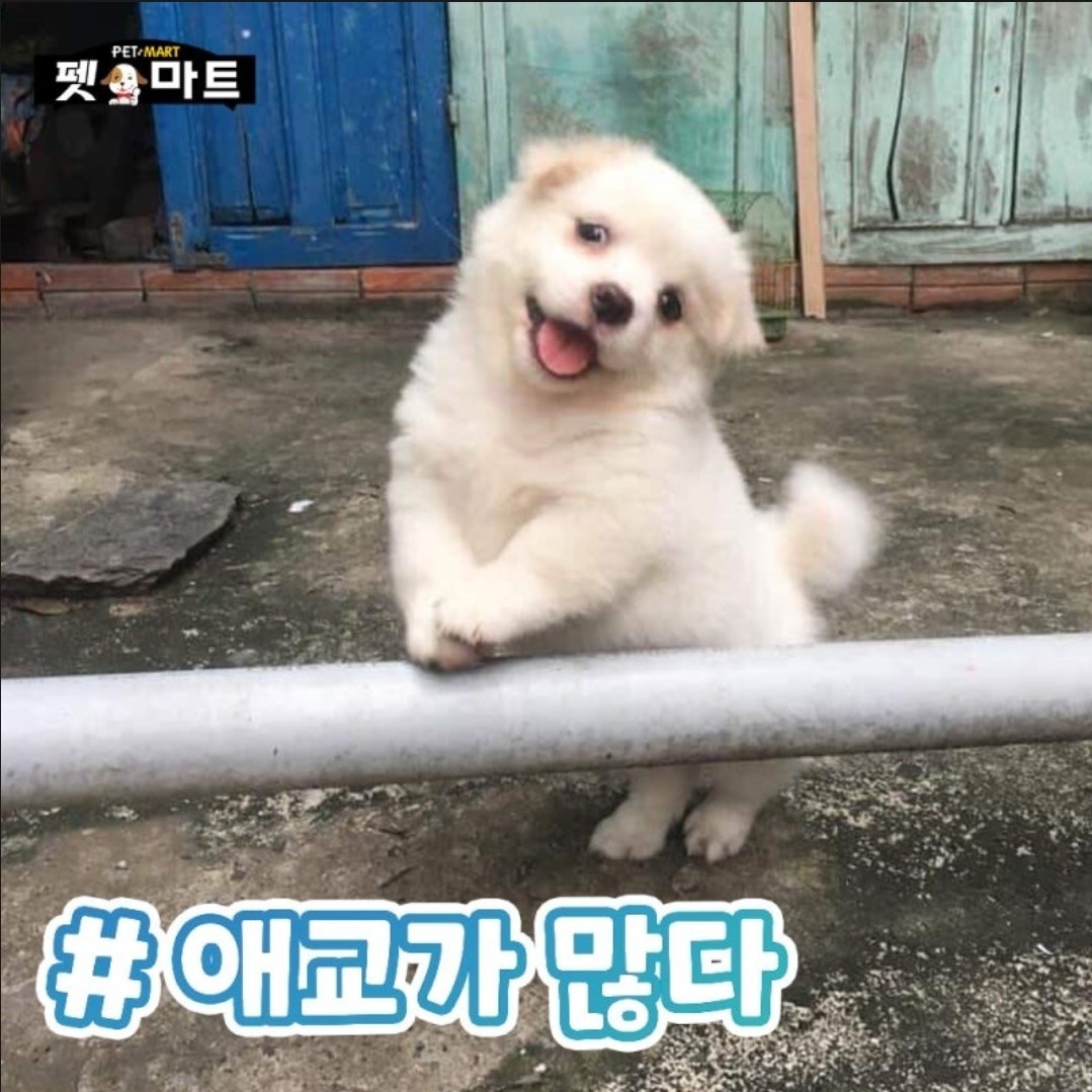 멍멍멍 나는 아가 강쥐