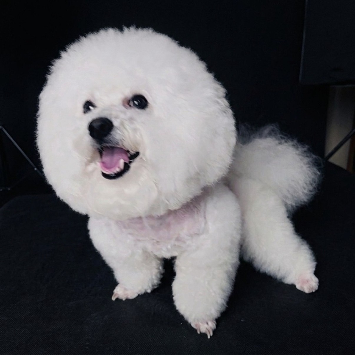 반려동물 행동교정 필요하신 분 ~