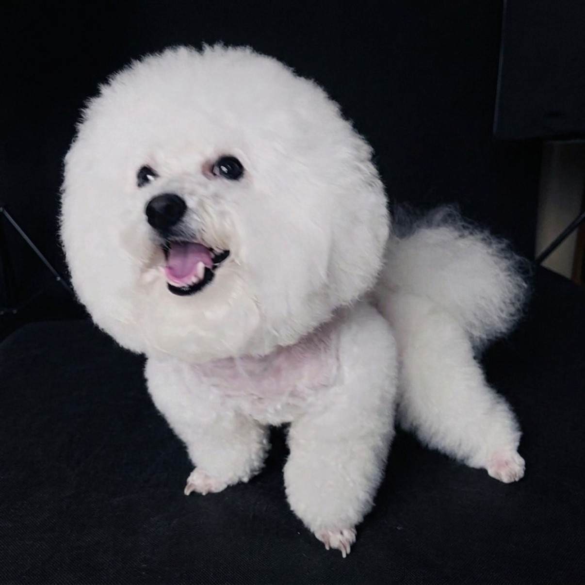 반려동물 행동교정 필요하신 분 ~