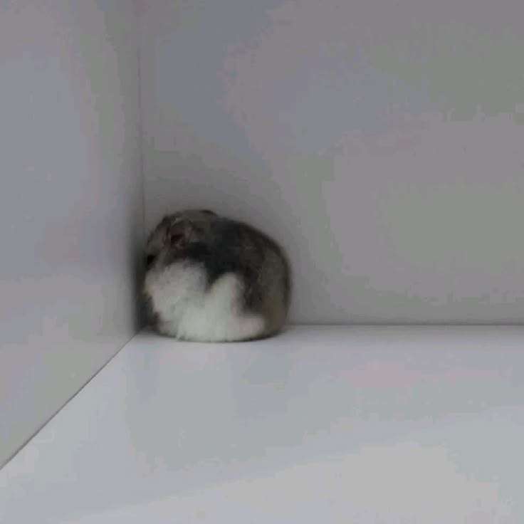 𝐇𝐳𝆕