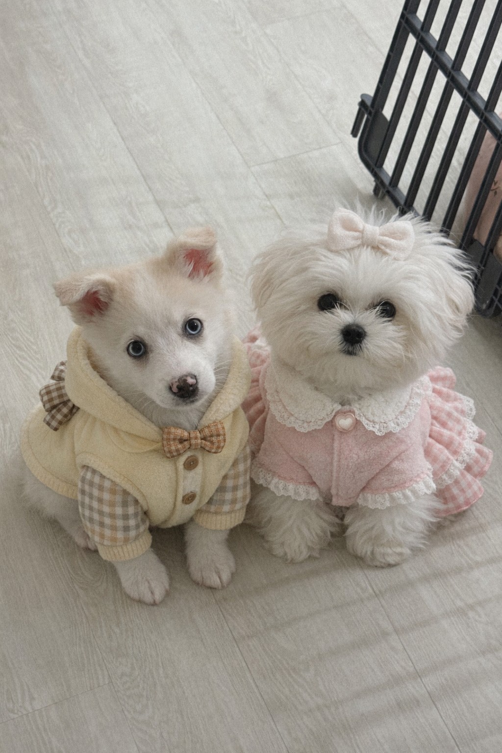 레전드 깜짝 소개팅 💖