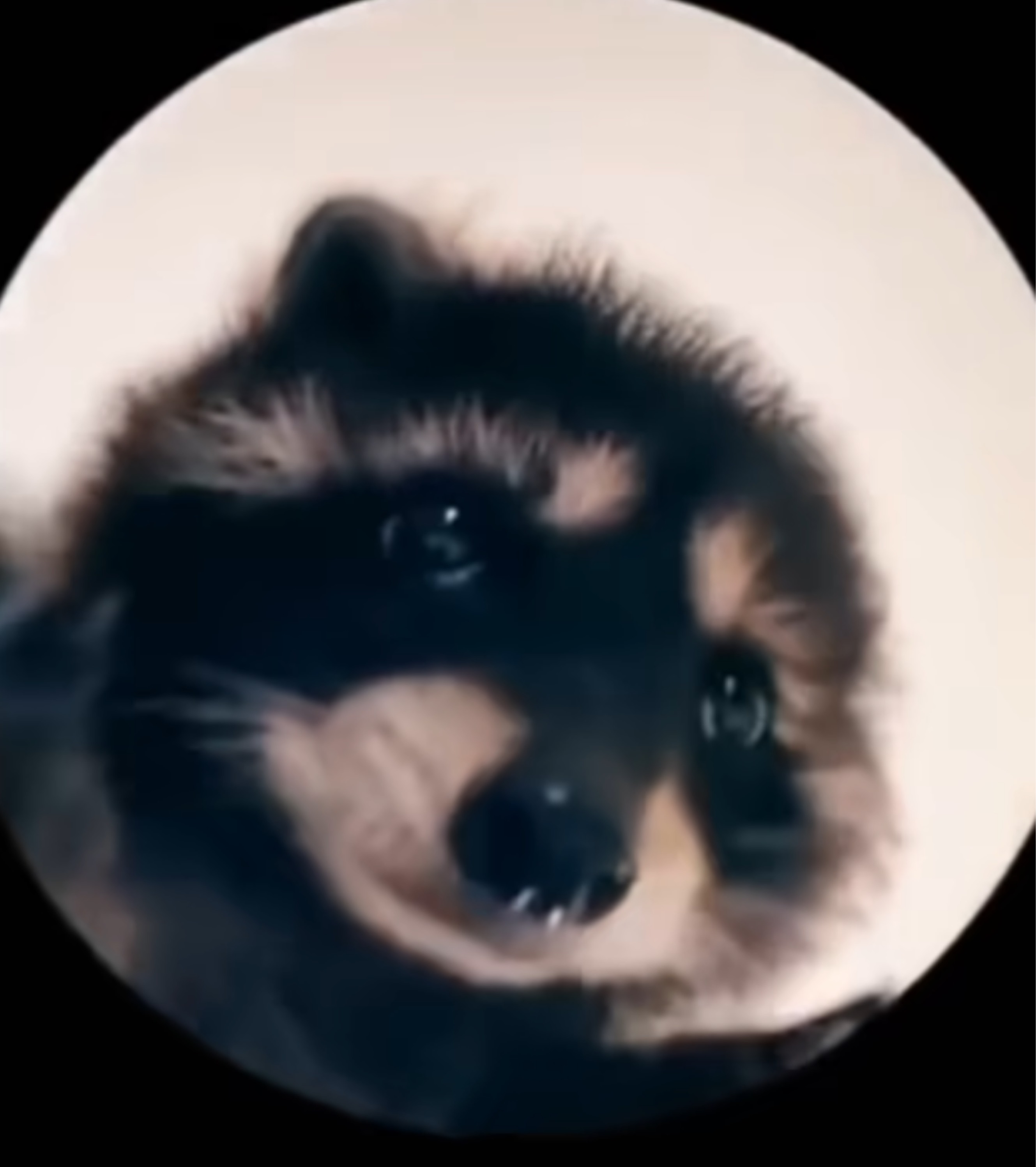 라이브콜ㄱㄱ