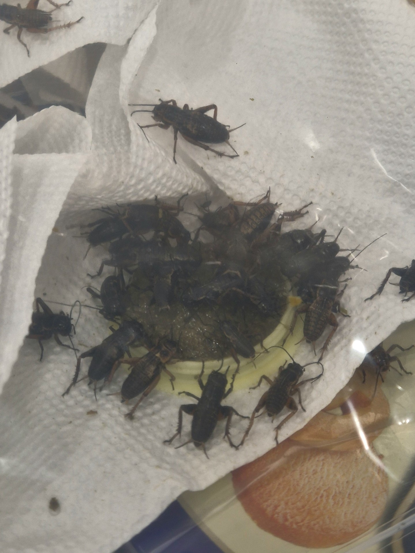 박박 닦자
