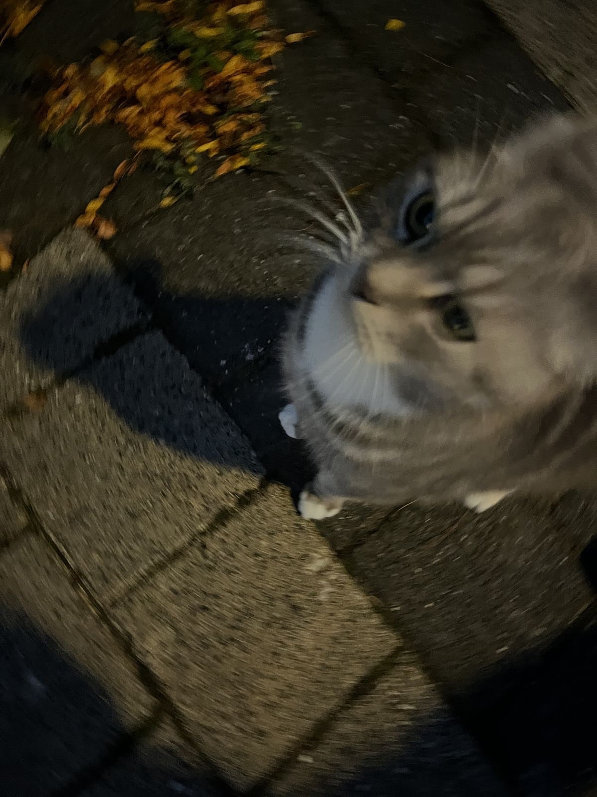 이건 꿈일꺼야..