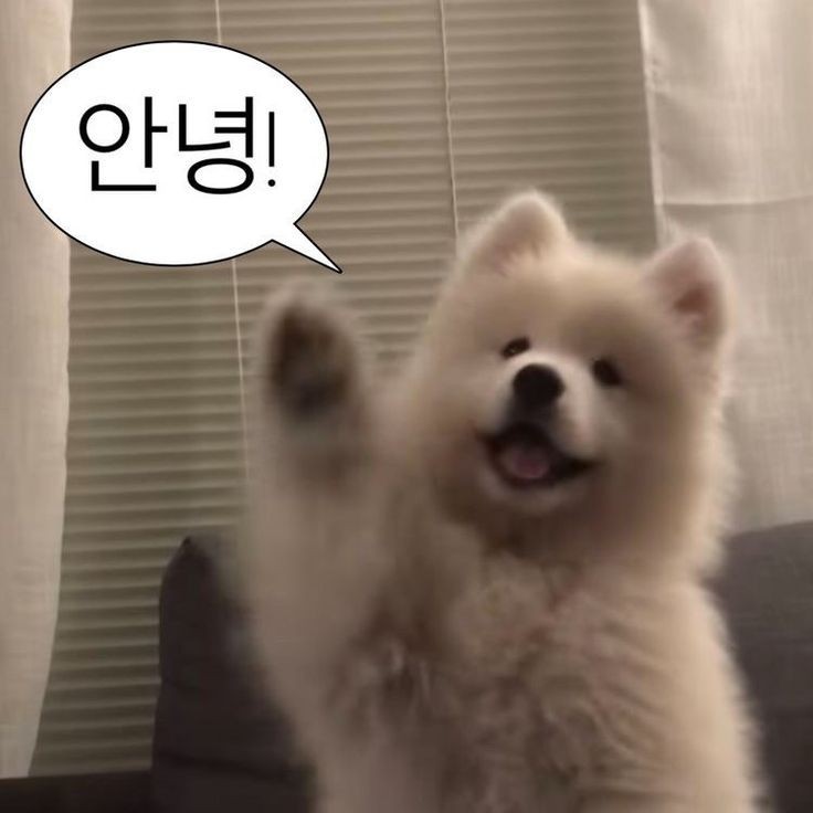 정규 온 🫶🏻