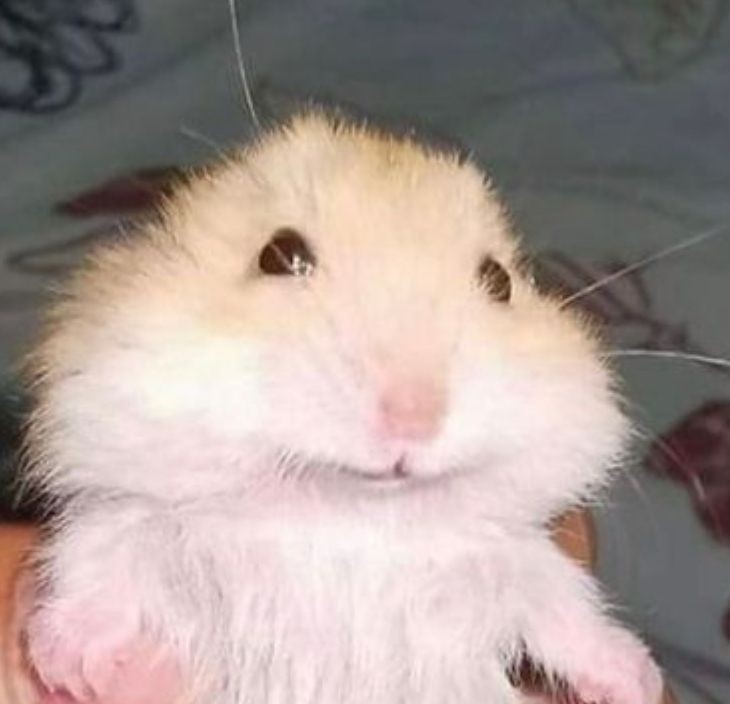 심심한데,놀래?🐹