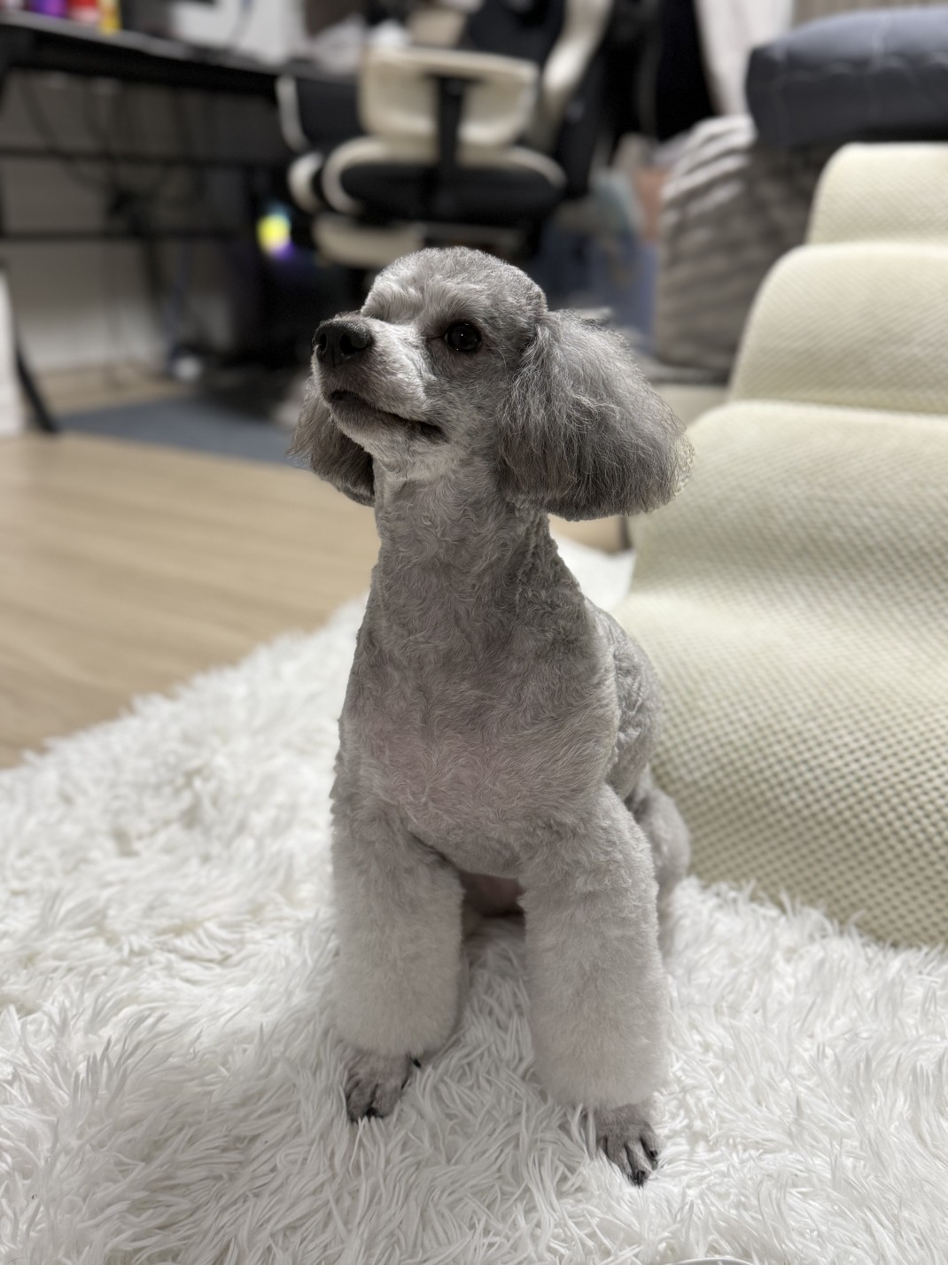# 맹 호 소 개 팅 마 감