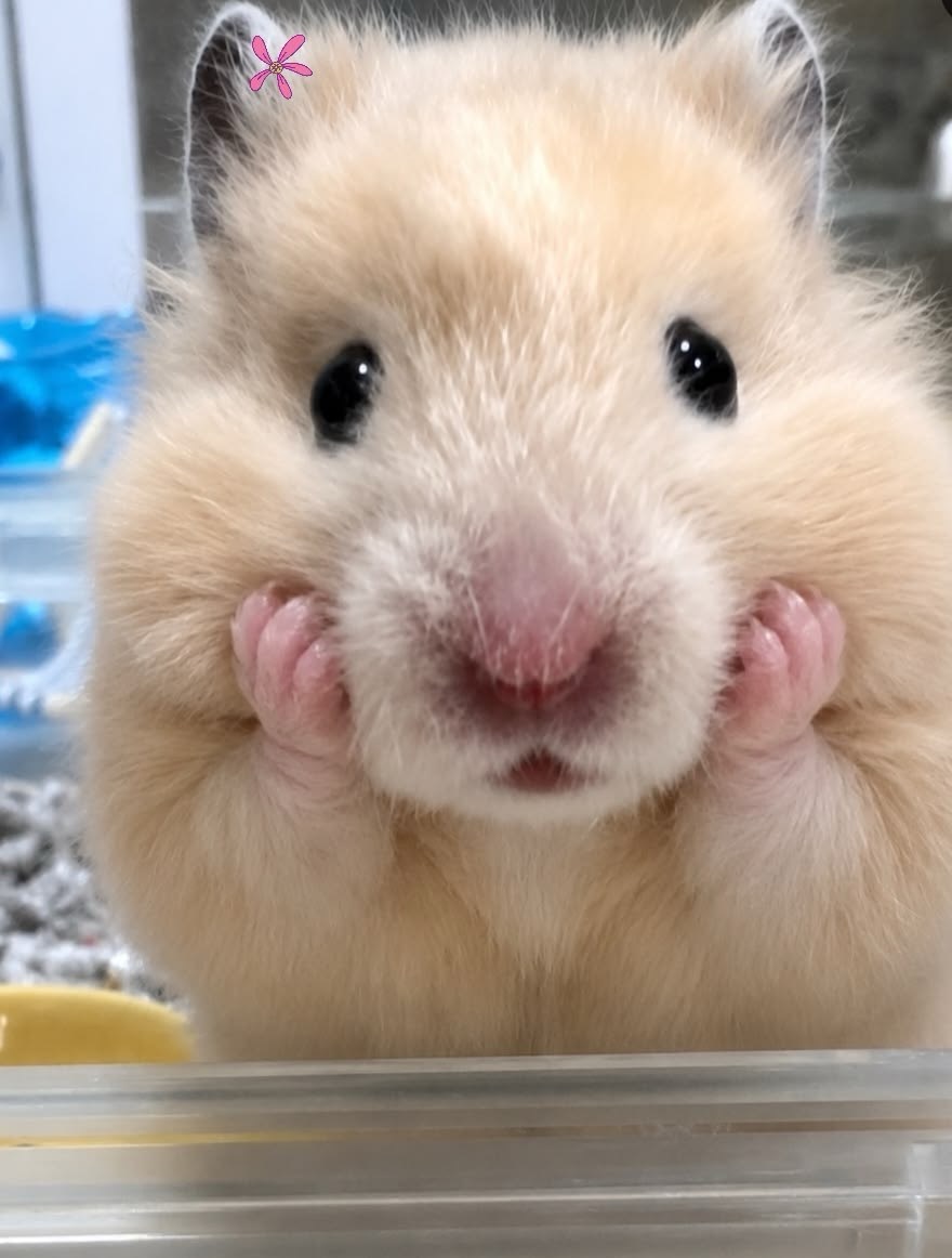 어서와용 헤헿