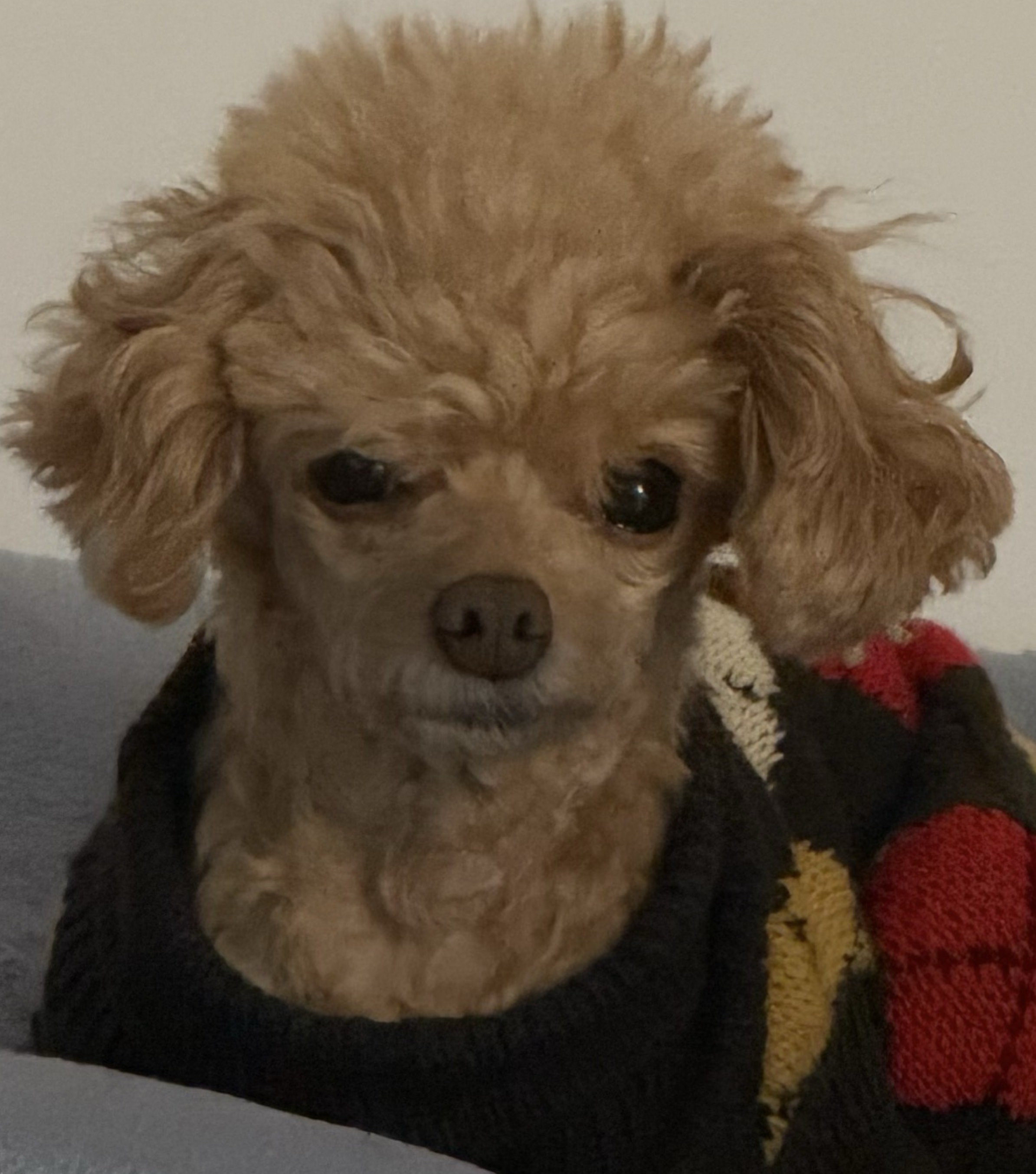 지금인거 같은데?