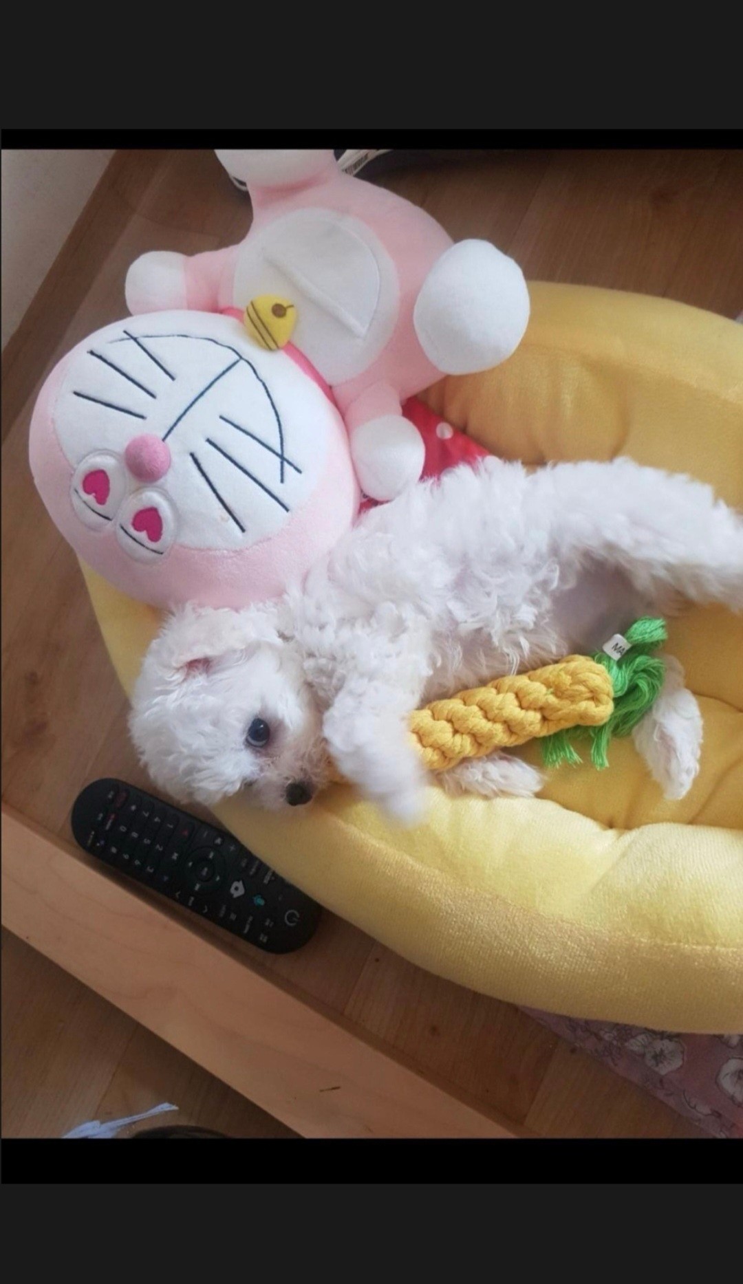 루피형 오셔여