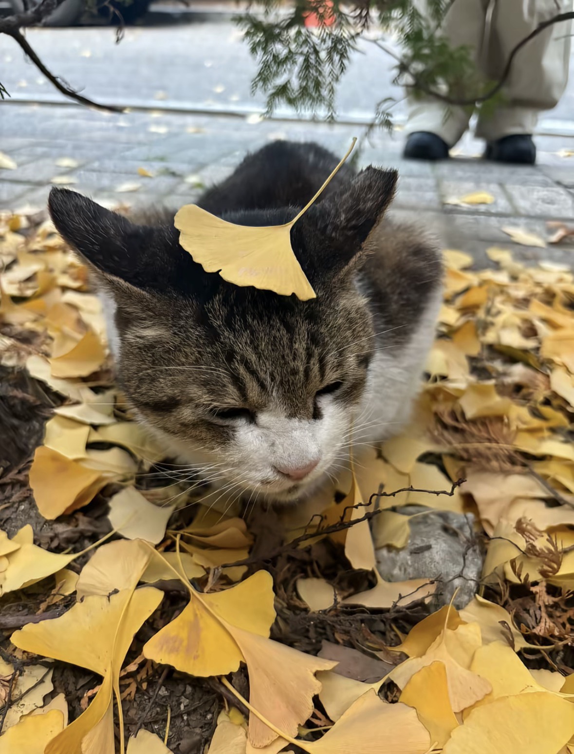 우사기