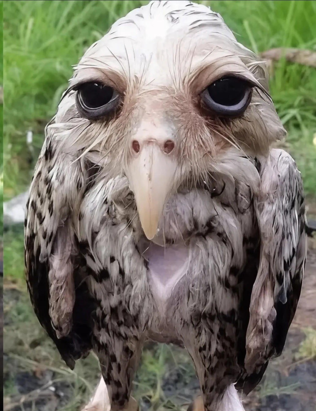 유 기