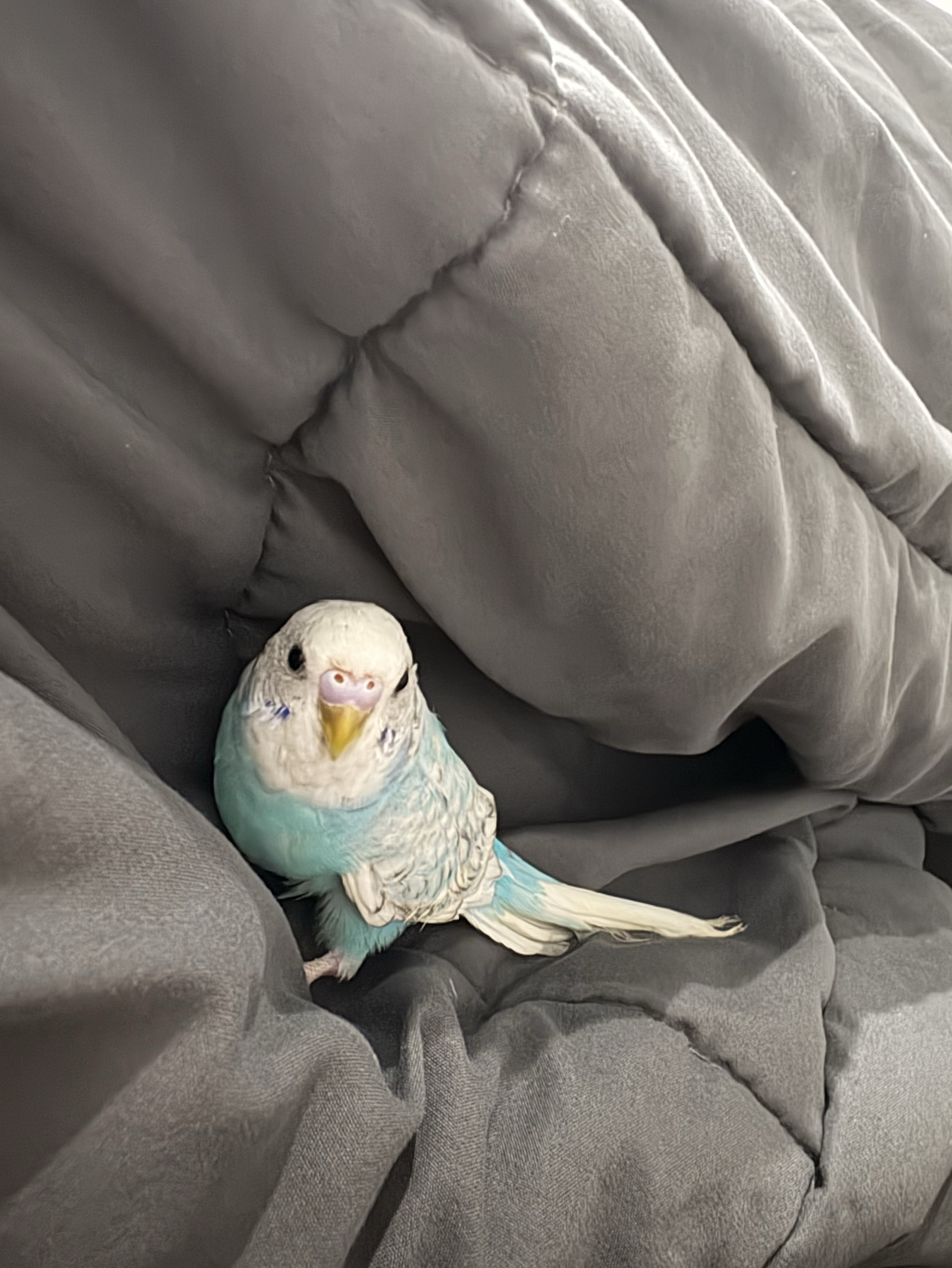 수다수다🧧