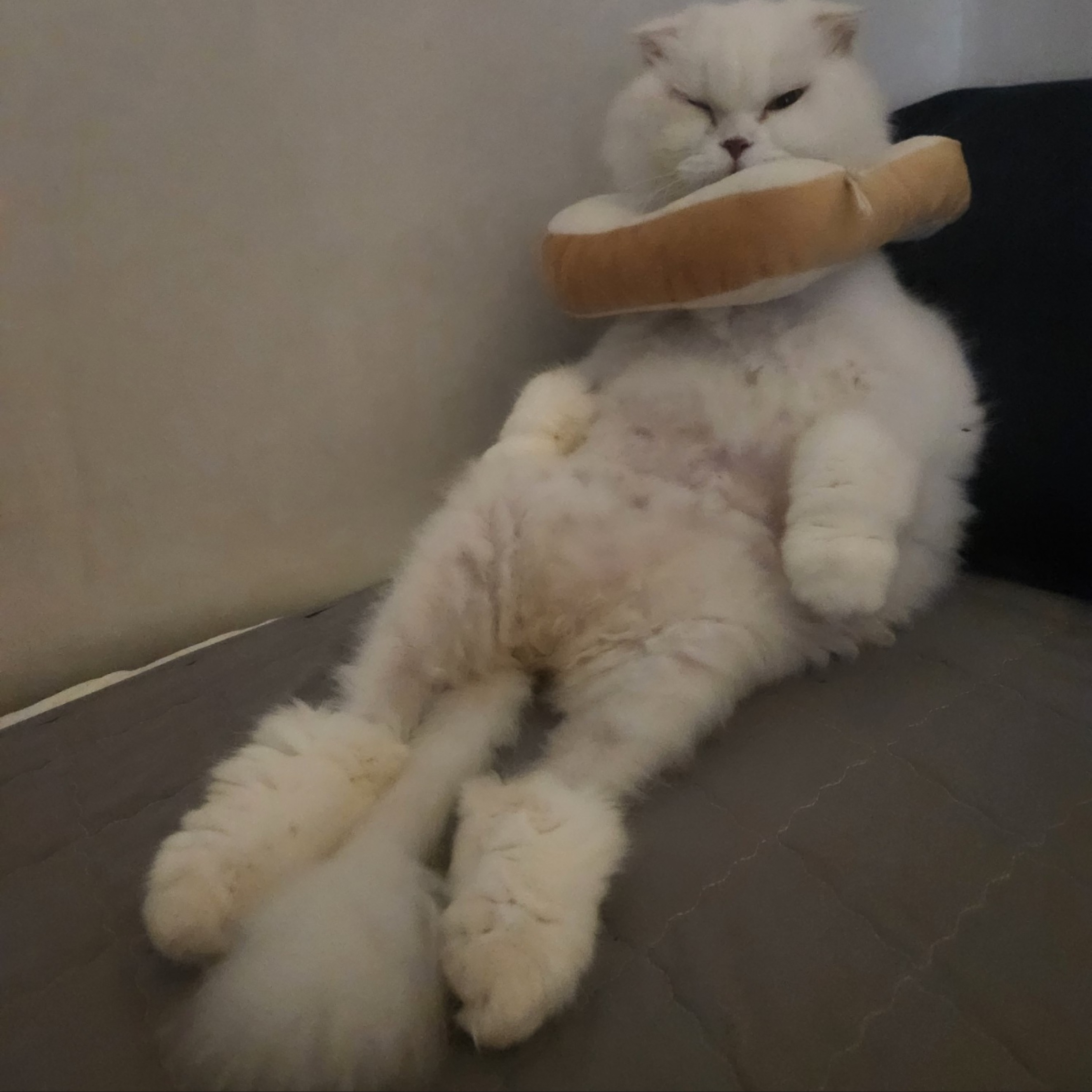해가 떴지만 잠이 부족한가요?