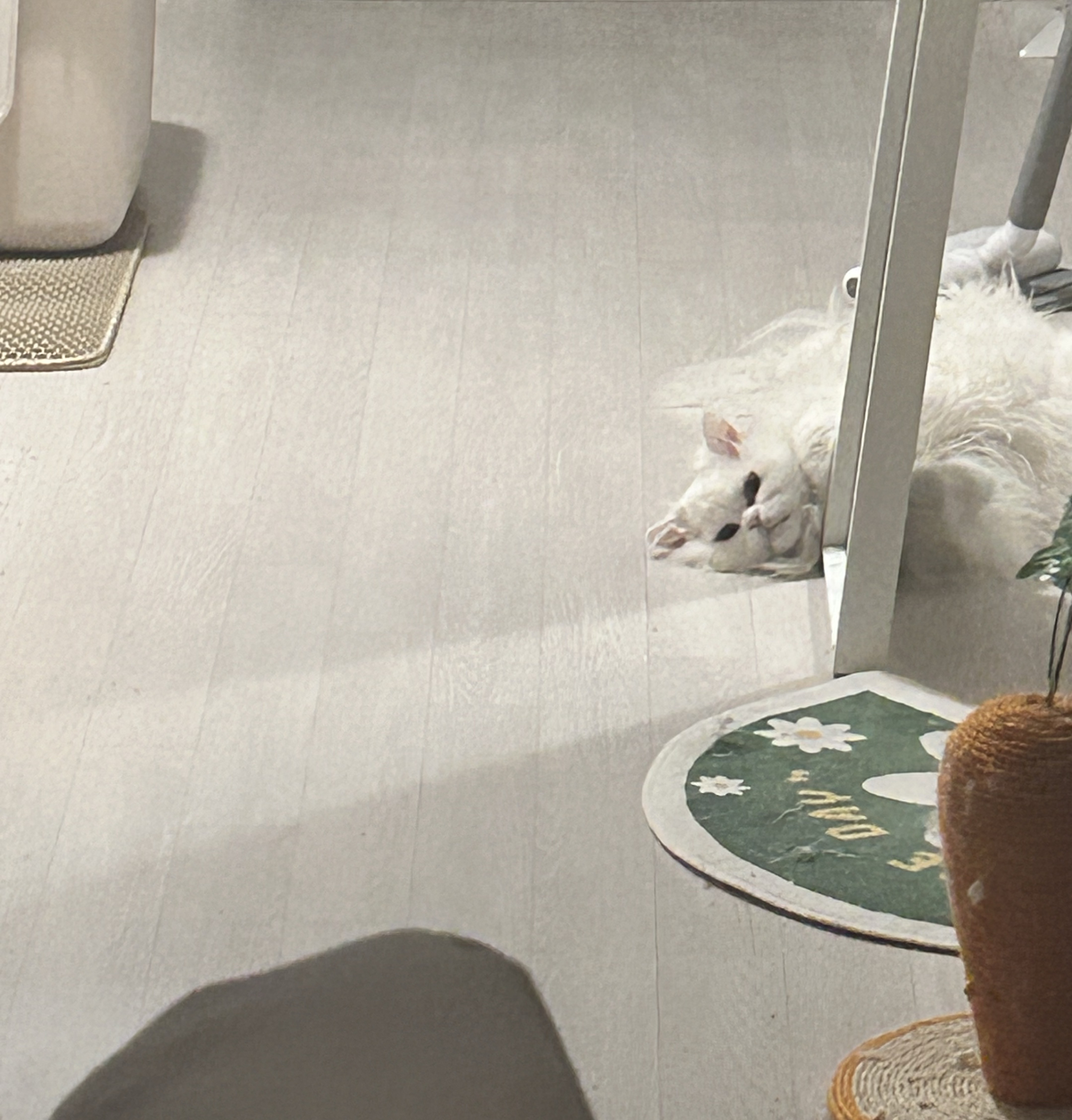 오이데오이데