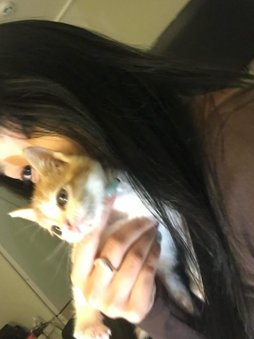 모해모해모해
