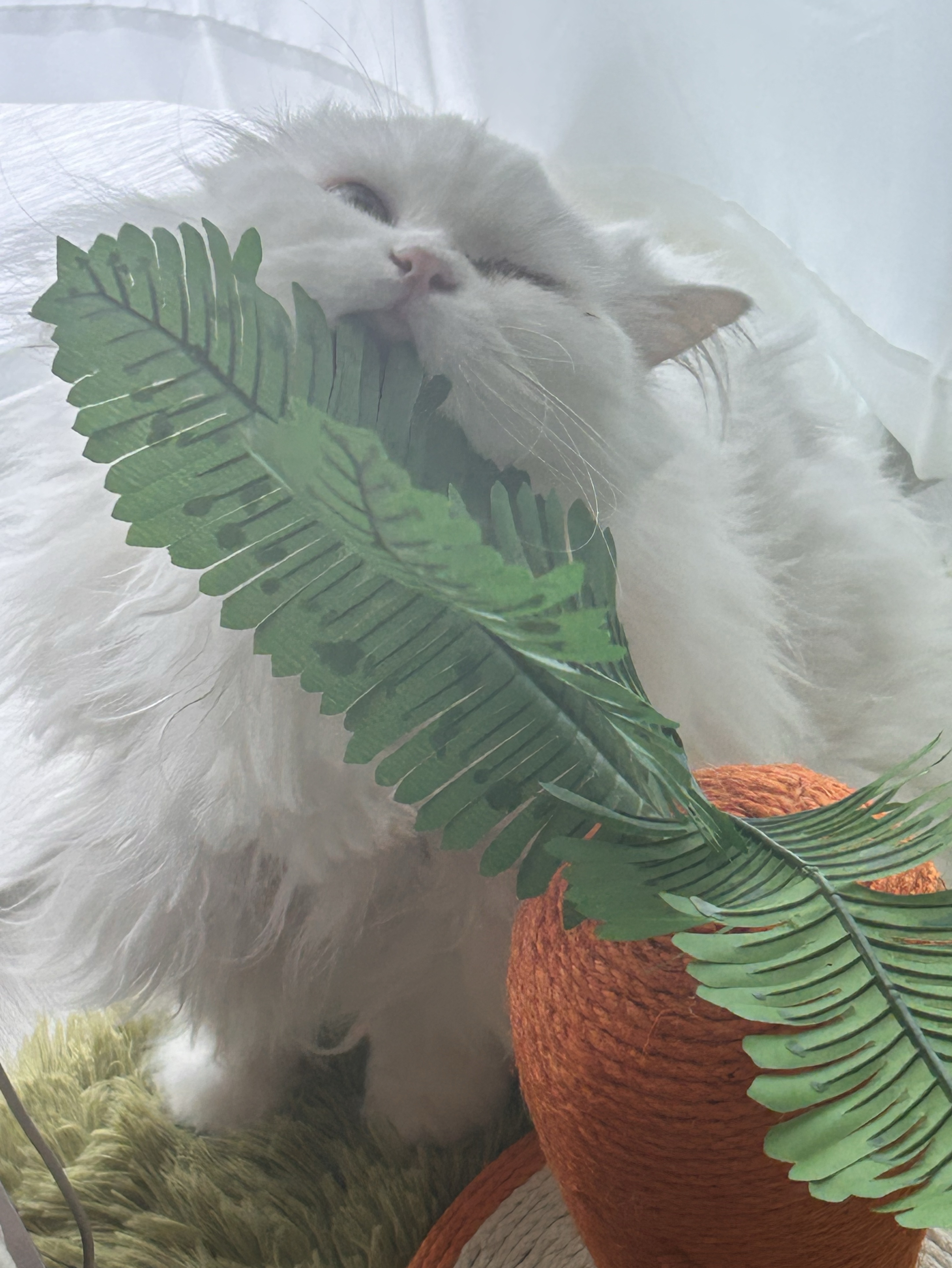 오이데오이데