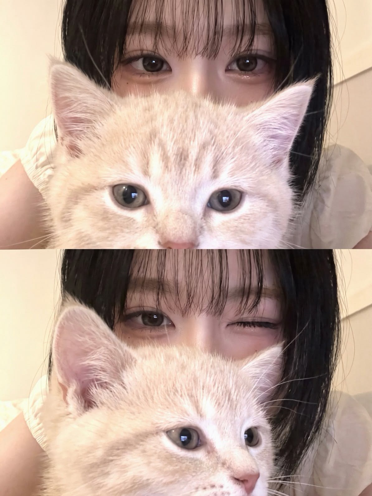 아기개 저격 방송