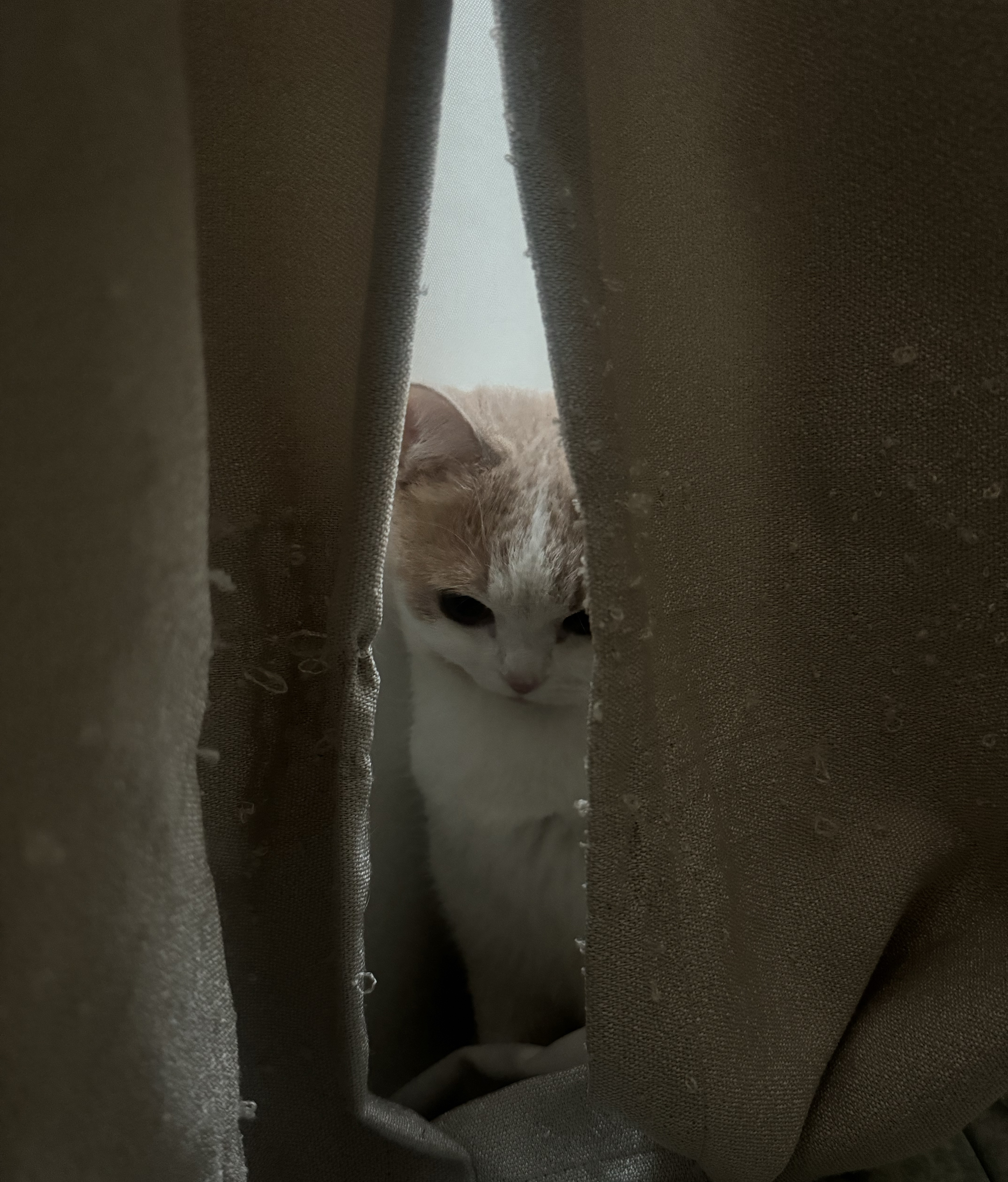 어서오됴