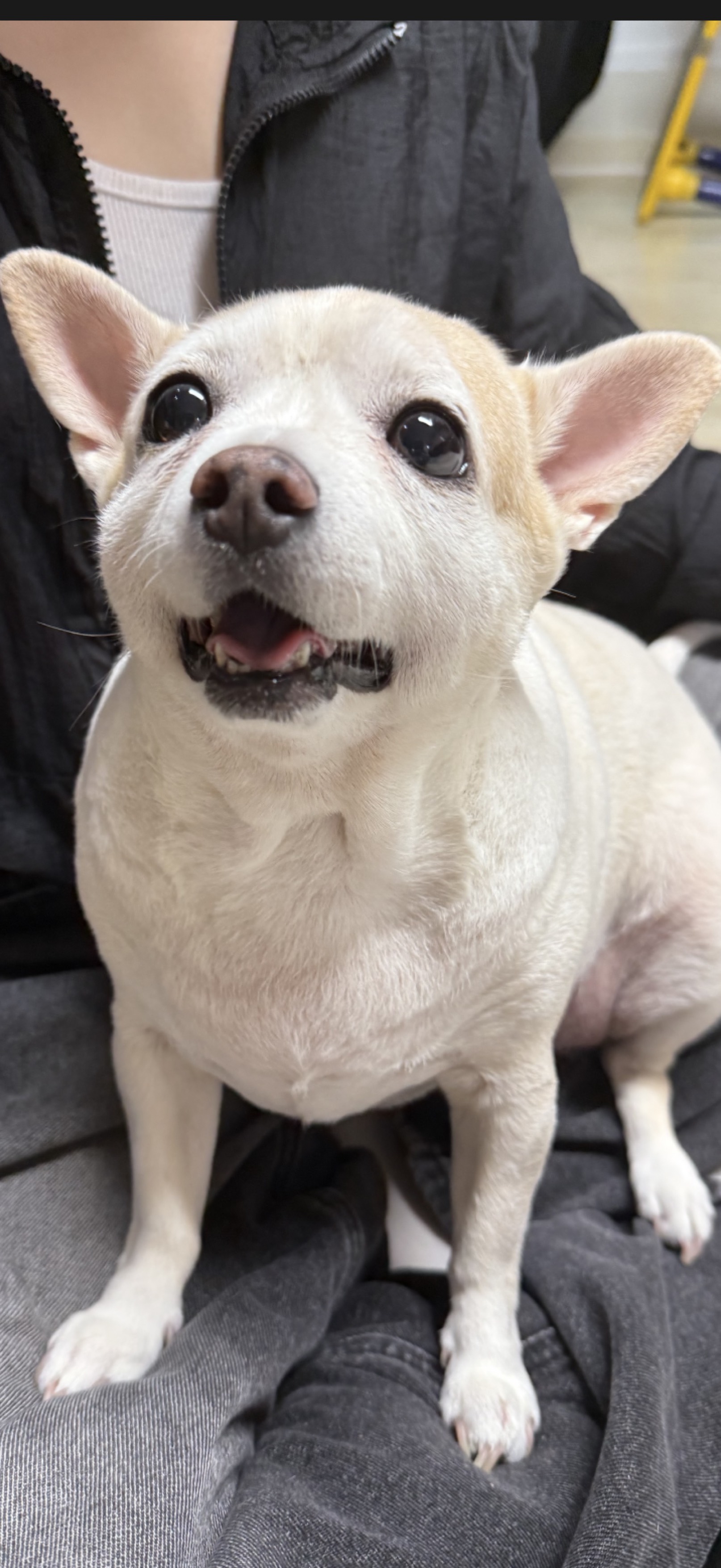 어서오됴