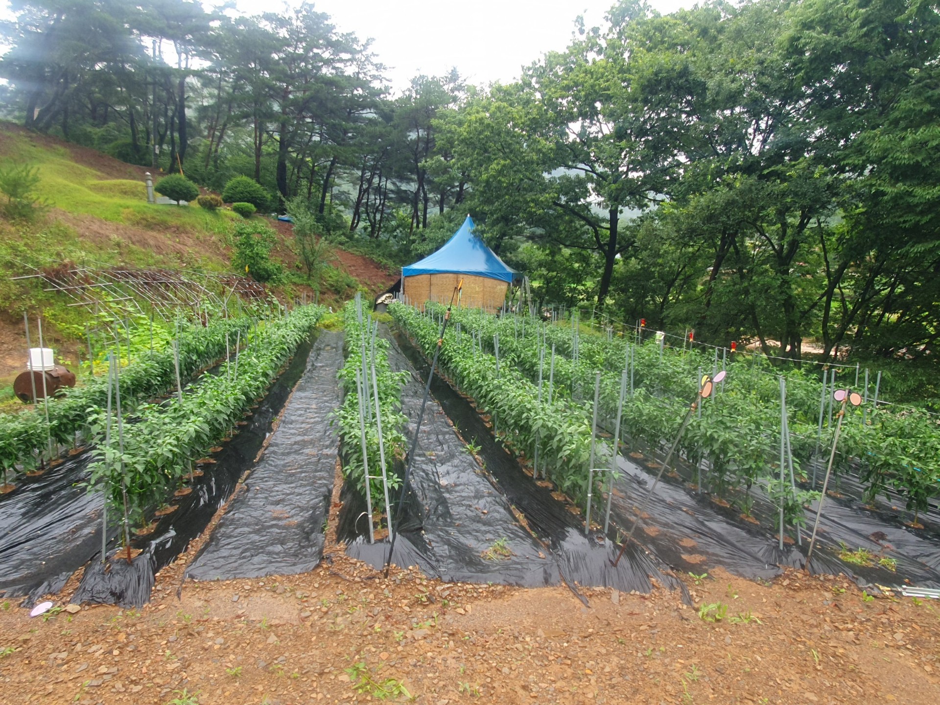 집착남