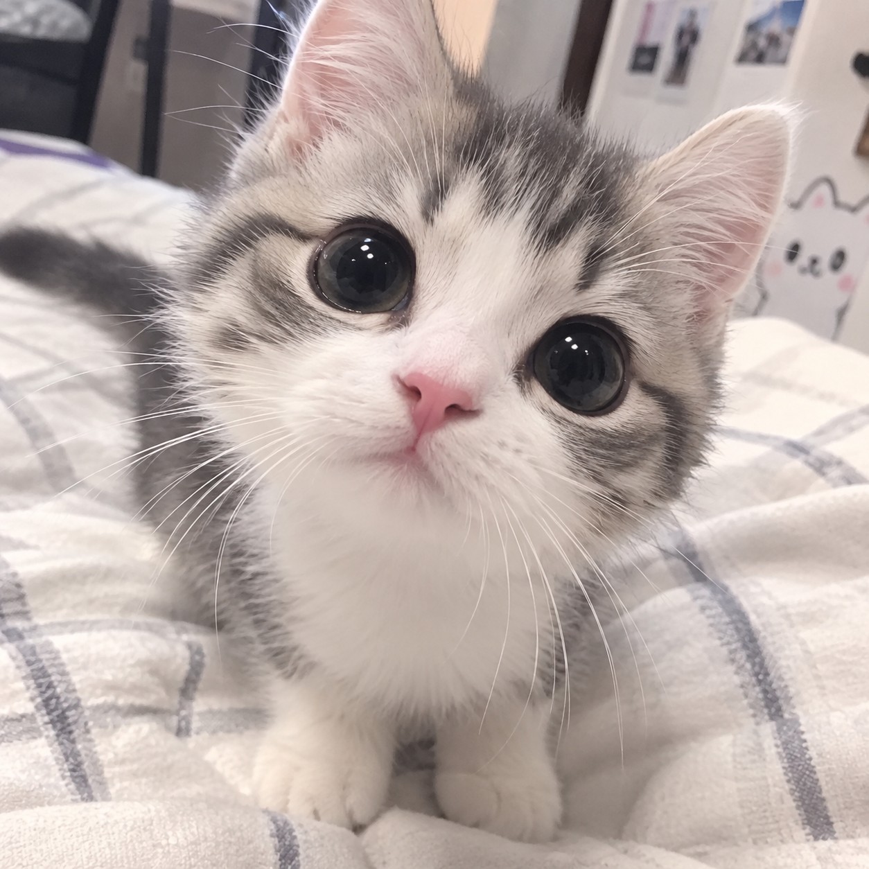 도 ㅍㅏ민 ,
