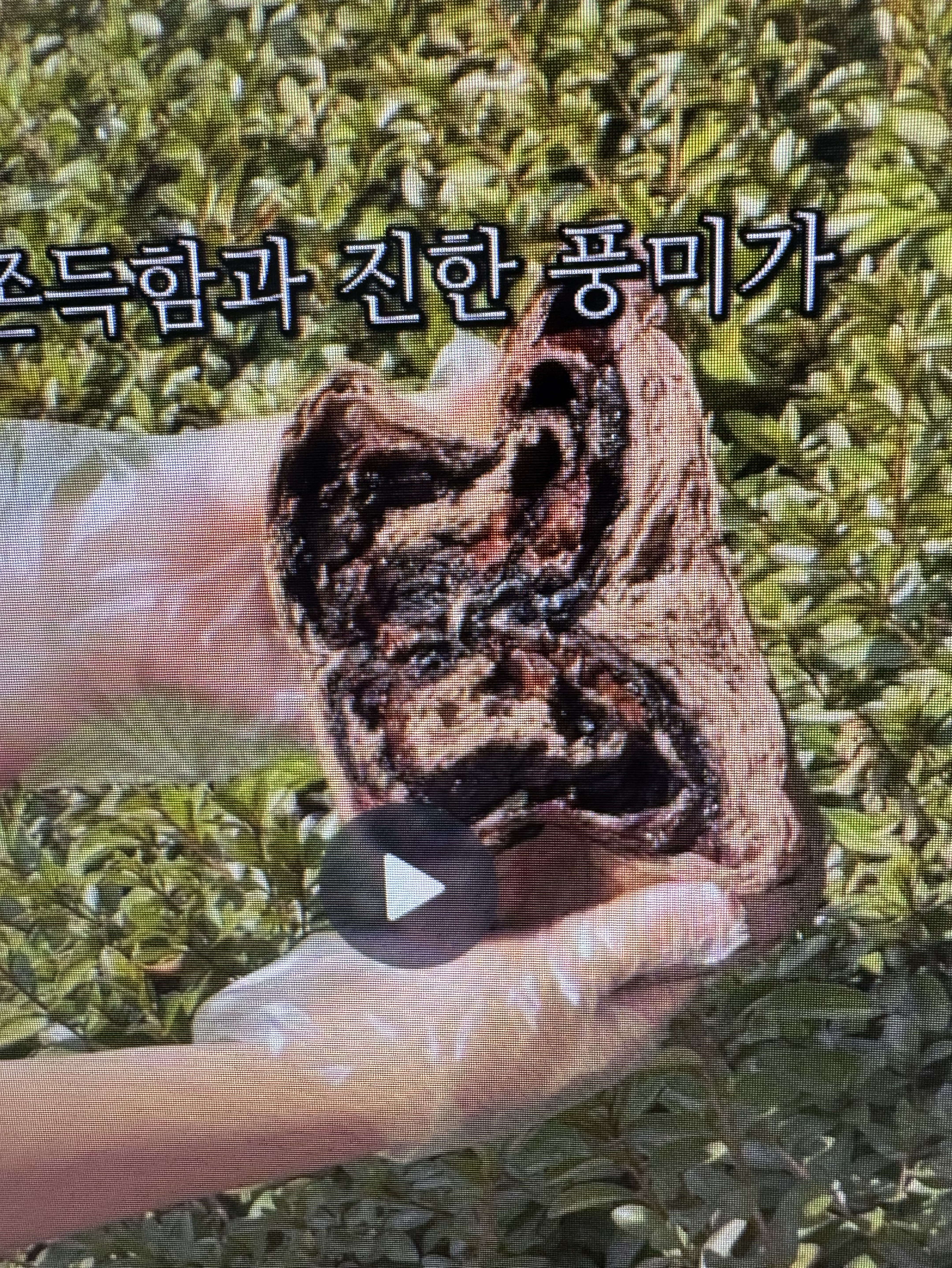 어서오됴
