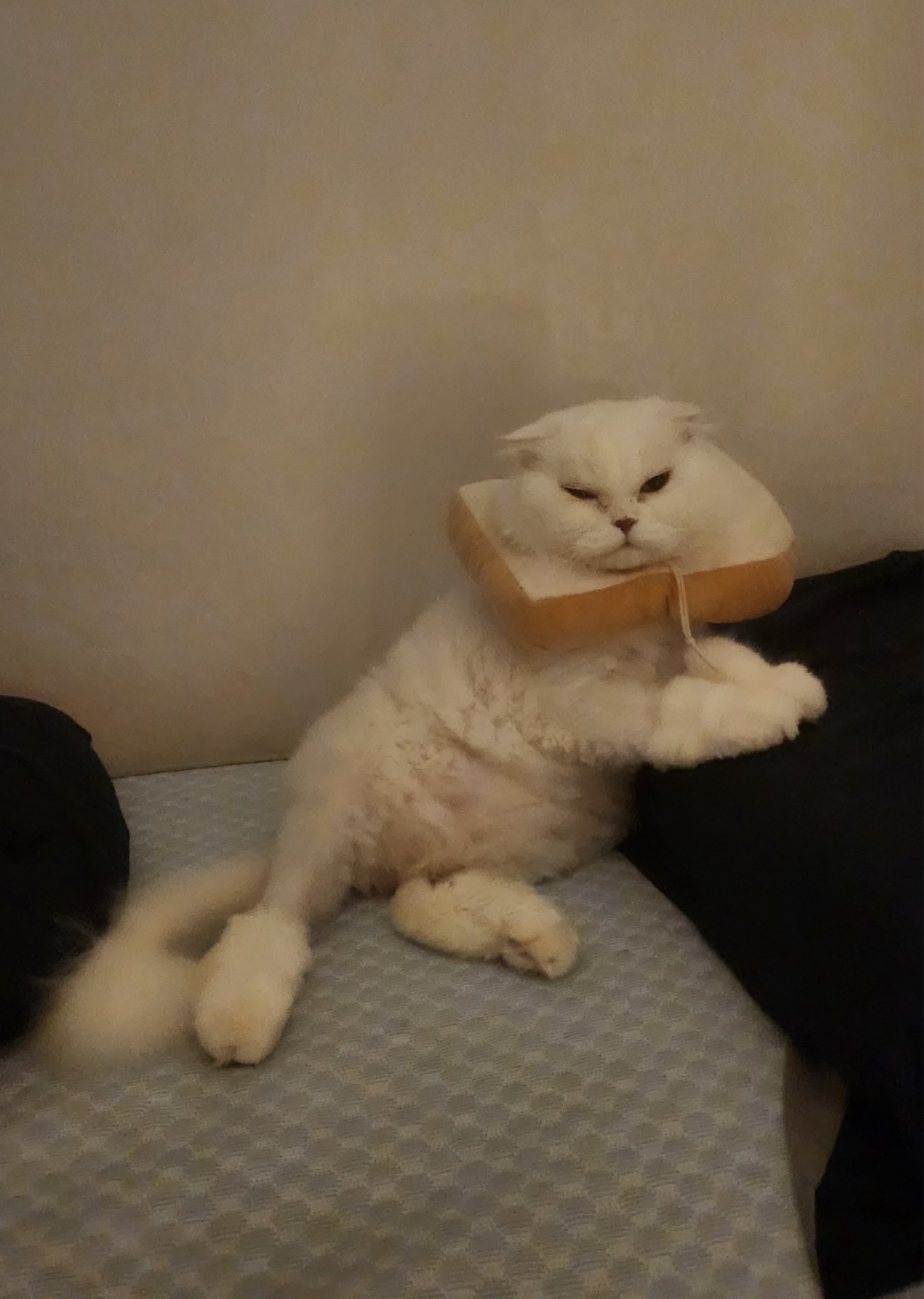 자고 싶은데 잠이 오질 않나요?
