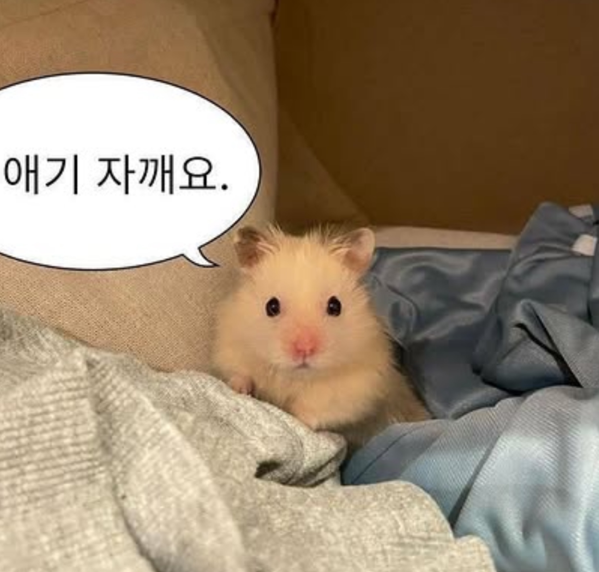 애기 자깨오.