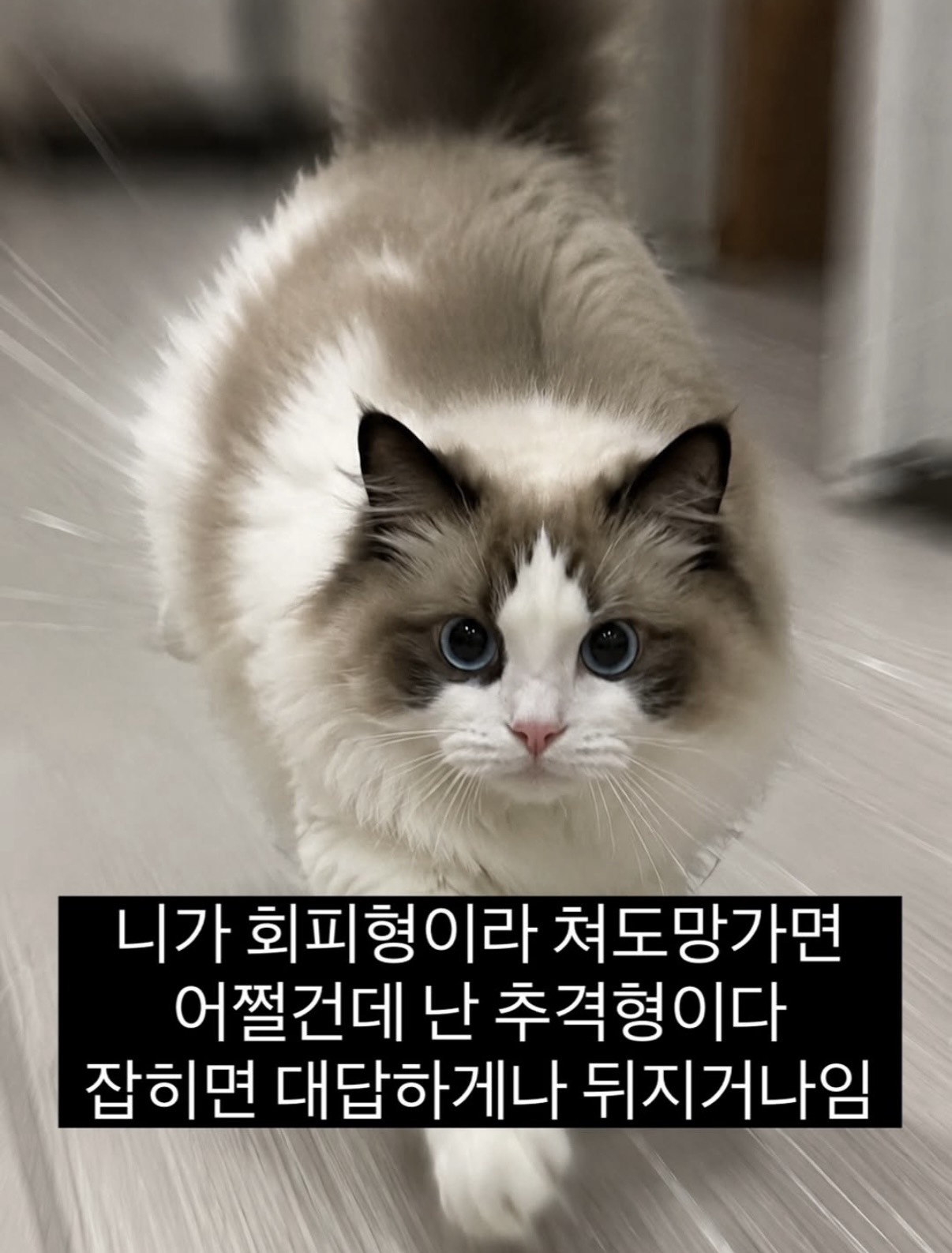 송편 줍줍) 송편줄게 하트낸나🤲🏻