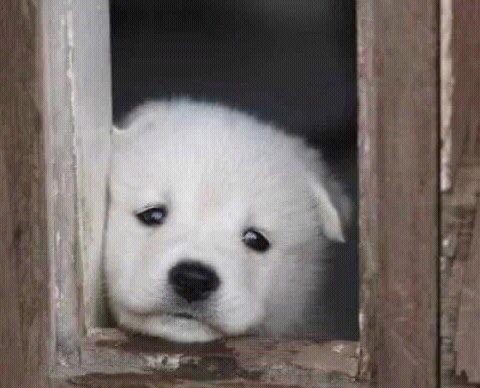 아......내 실드...(아련)