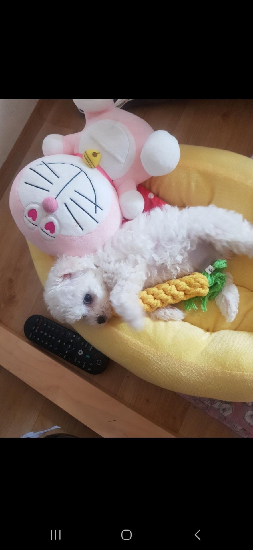 무릎팍도사