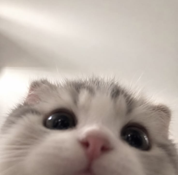 ꒰ 좋은 오후입니다. ꒱