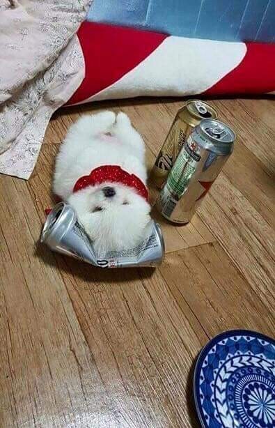 Do란Do란