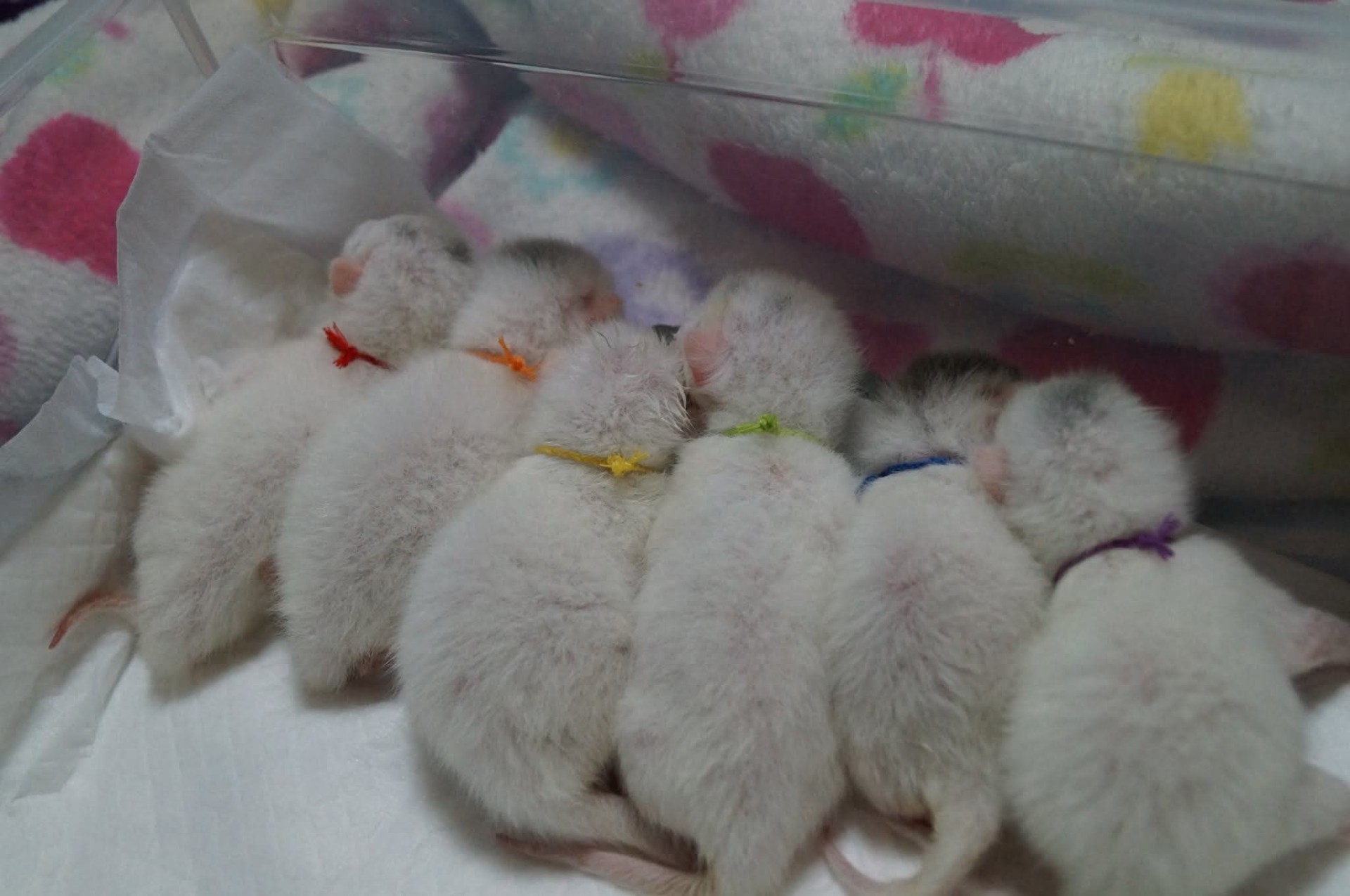 기부니가 매우 좋아요!