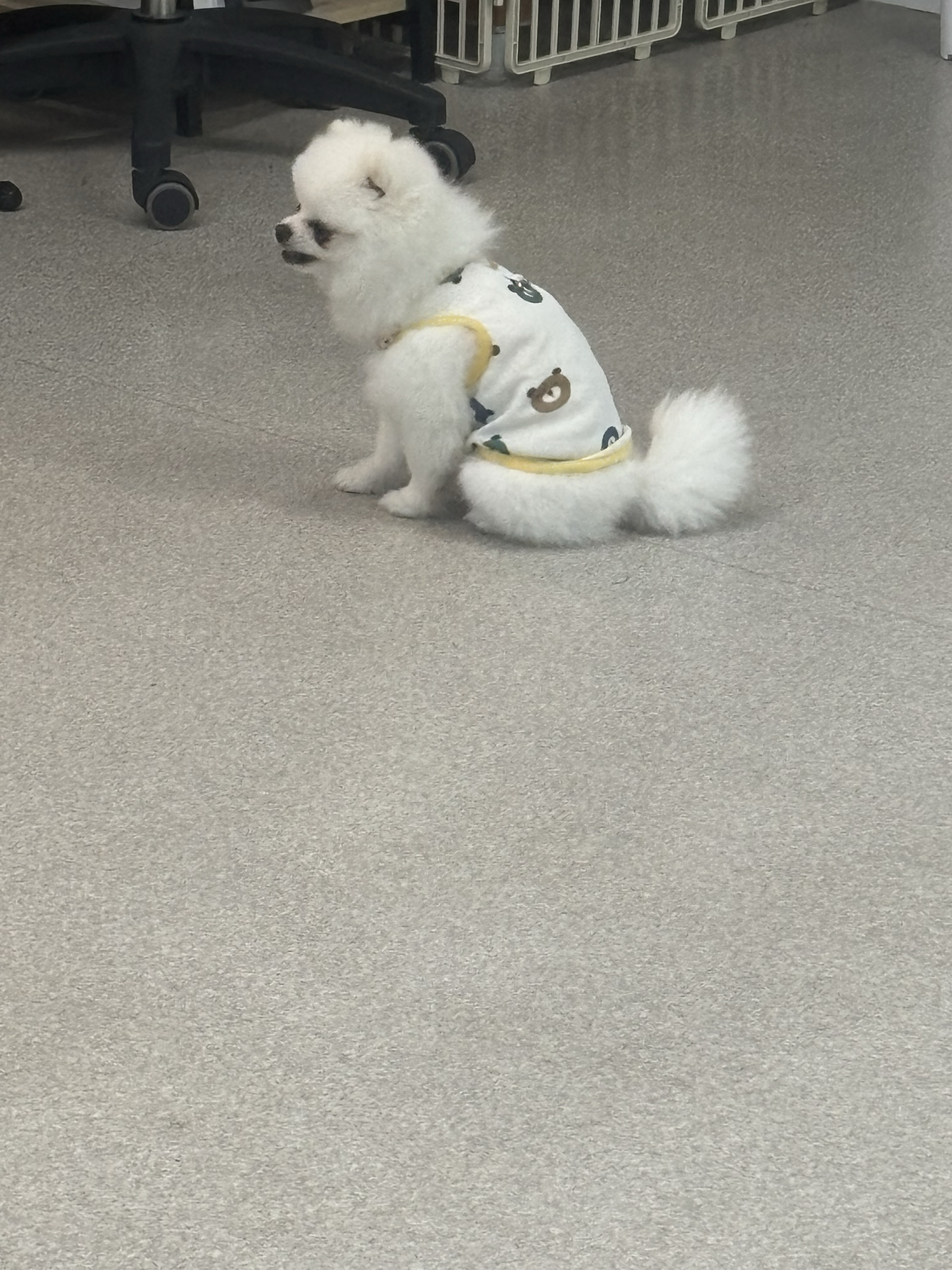 강쥐호텔알바하실게요