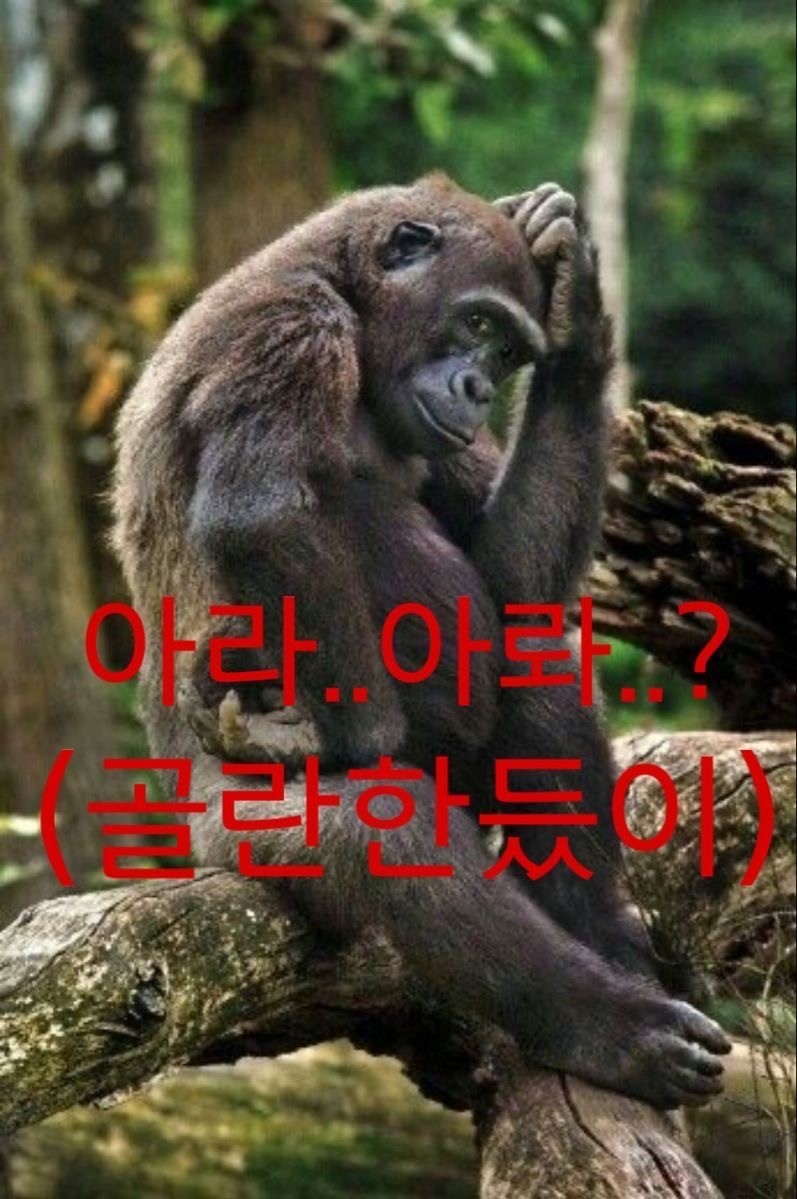 아라..아롸..?(골란하내진차)