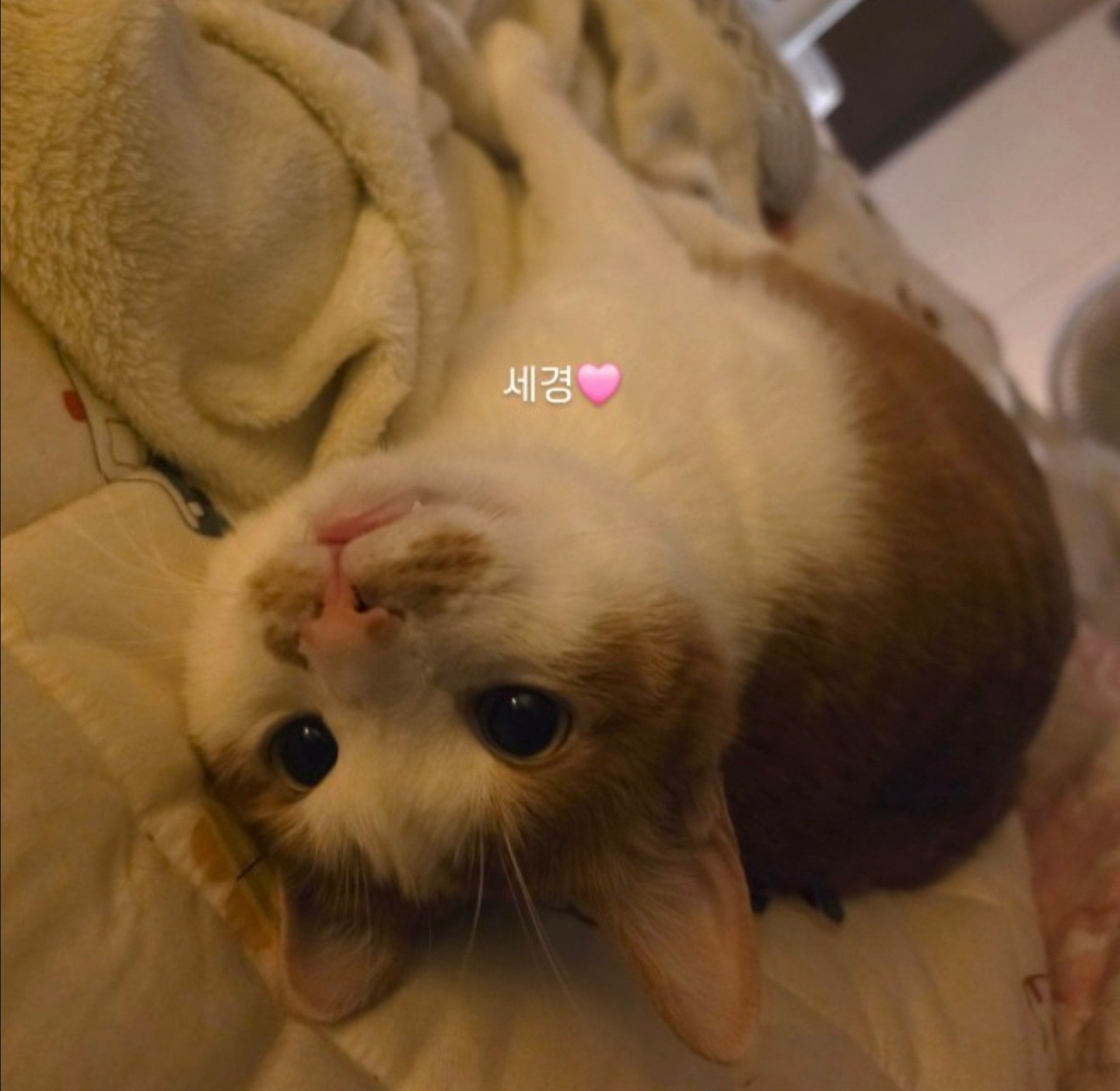 [ 잔잔 ]