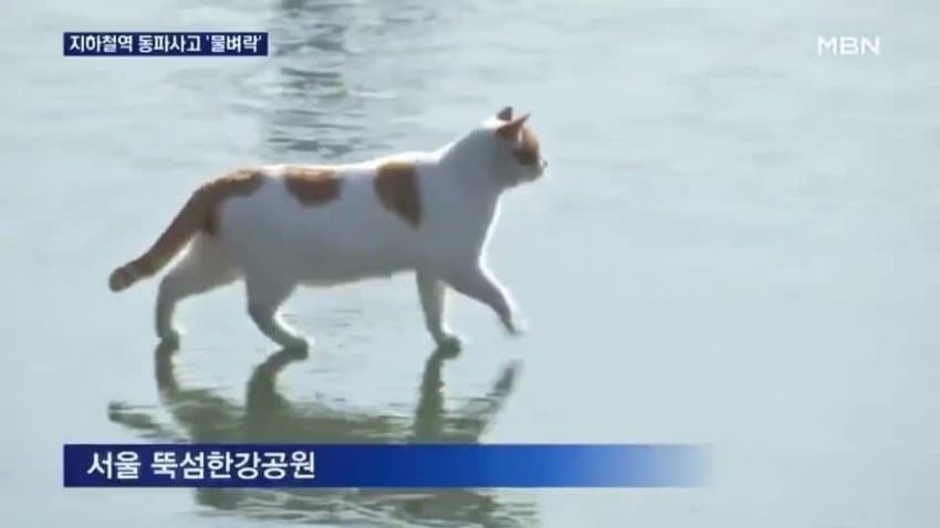 🌳모여봐요 , 사랑의 숲 🩷