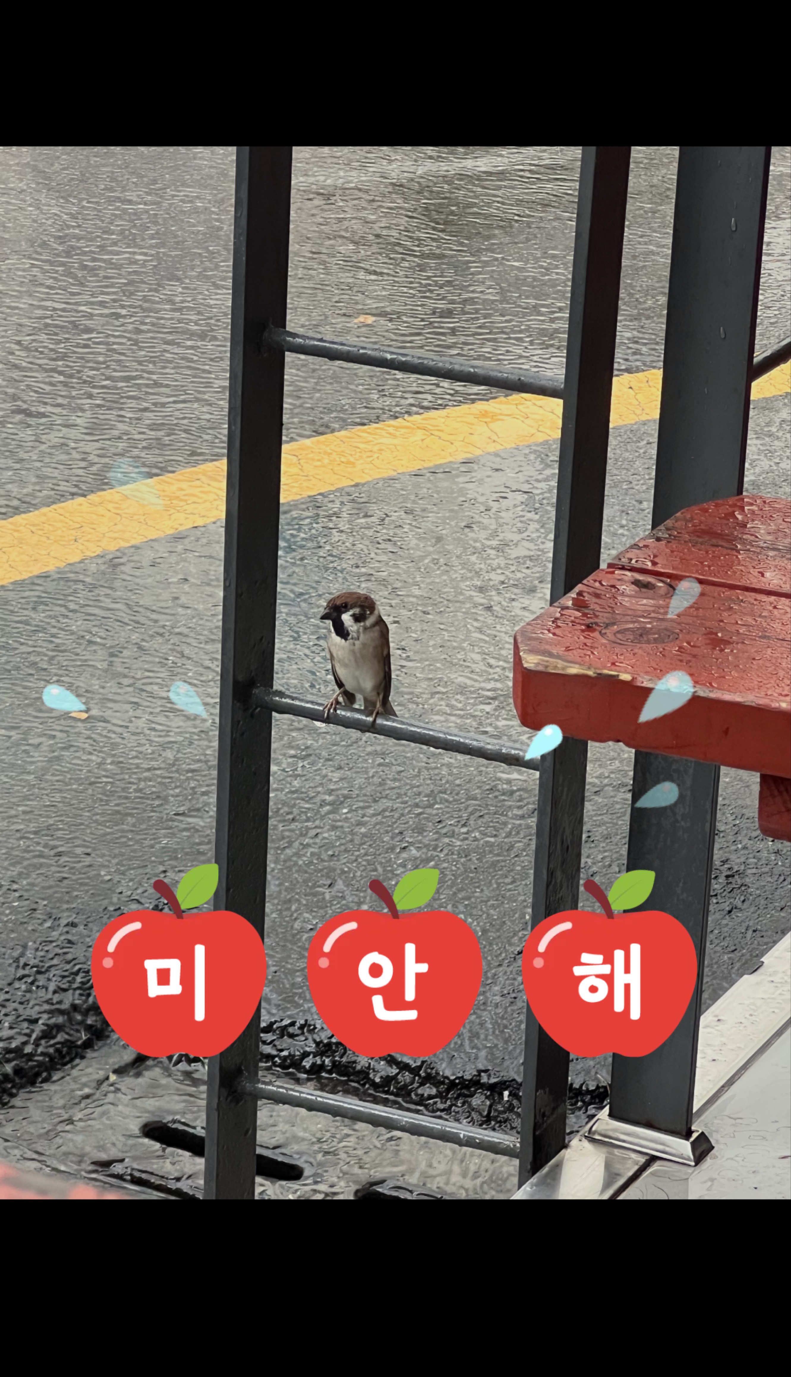 비가 오면, 너도 함께 오려나