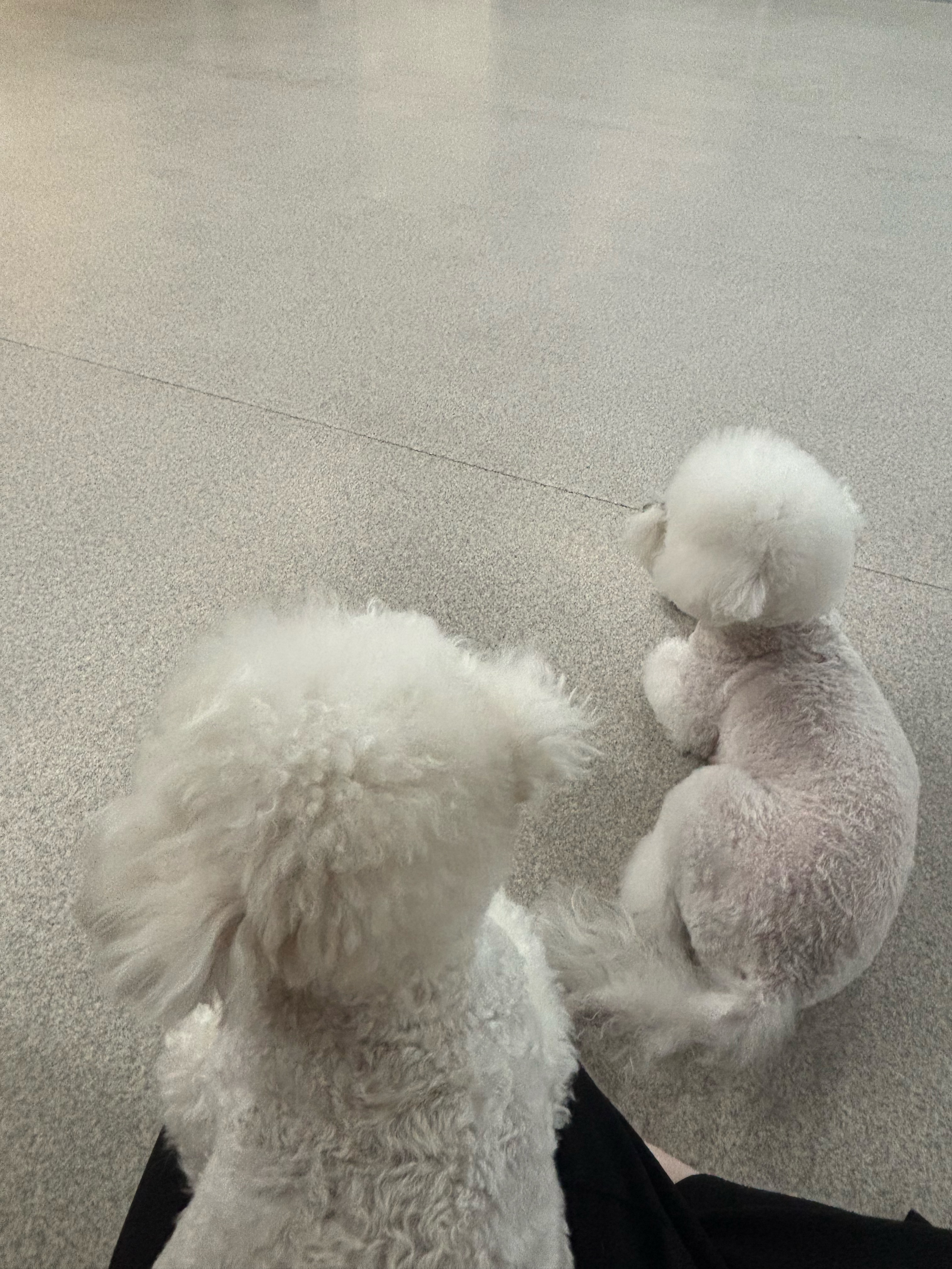 강쥐호텔알바하실게요
