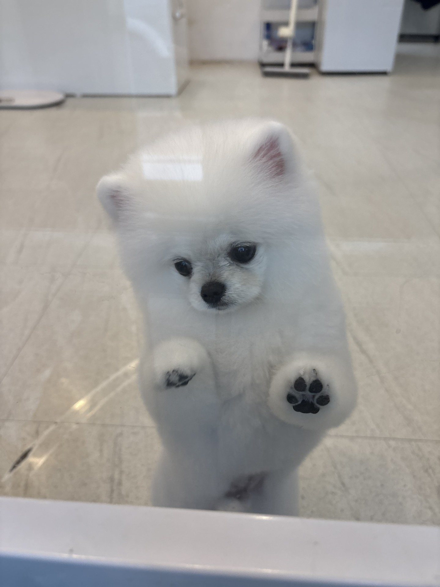 마감 감사합니다! 담좌 이코인!