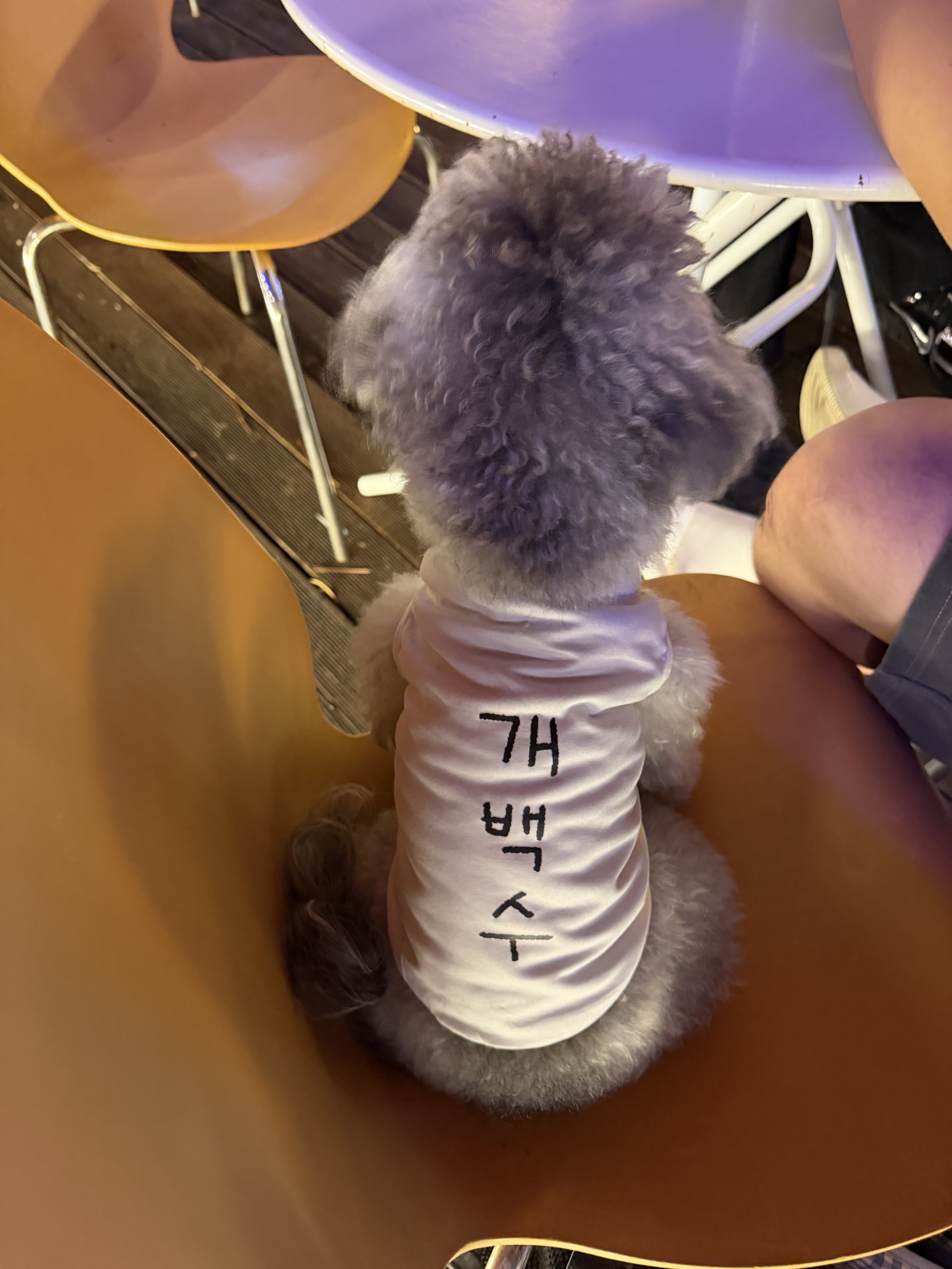 대구 송강입니다 경상도 들어오이소