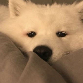 캣 화 디 .⋆ ʰ ˚