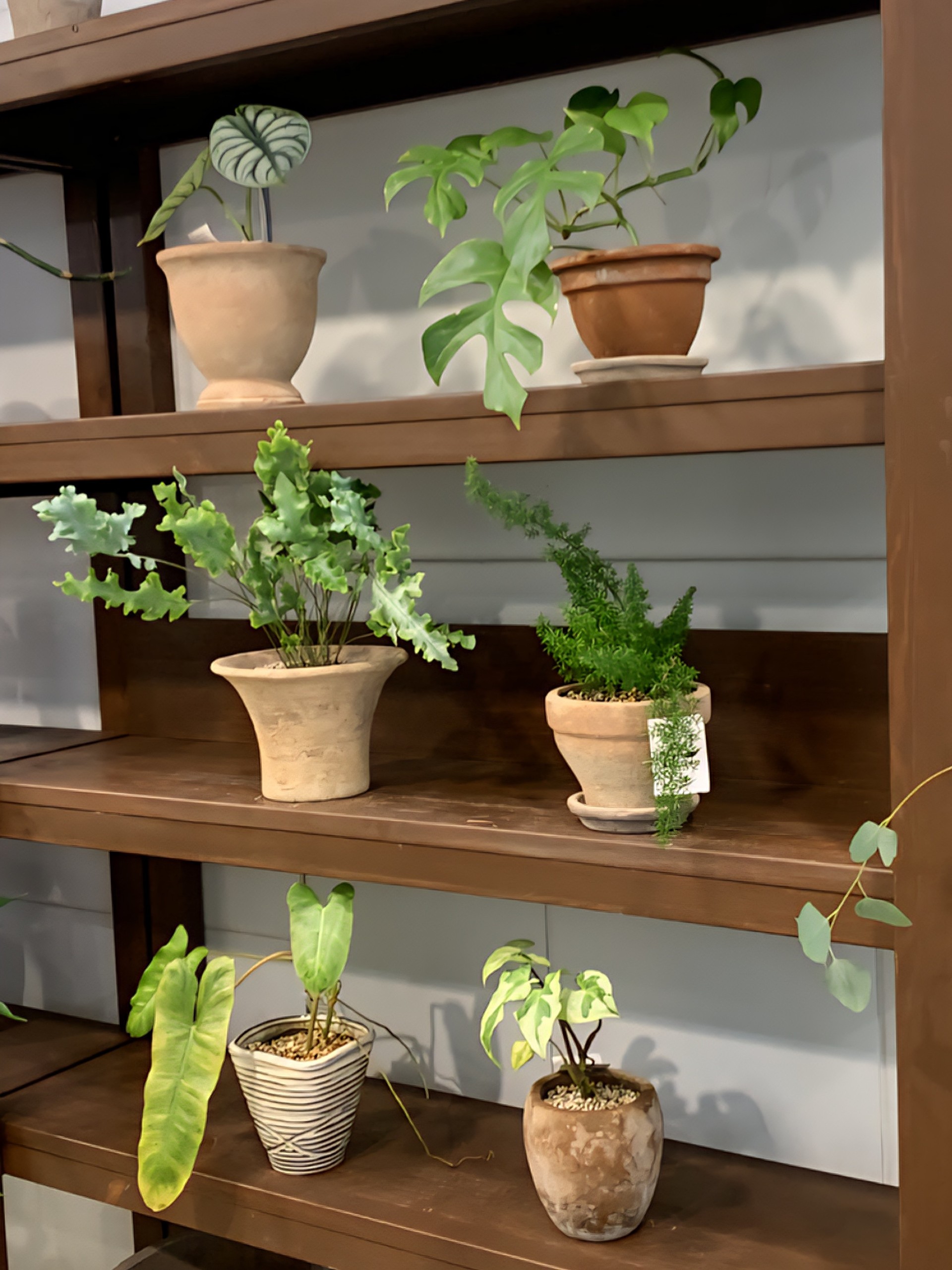 เฆ๐๐ถ ๐๐ฎ๐ช๐ทเฉญ.