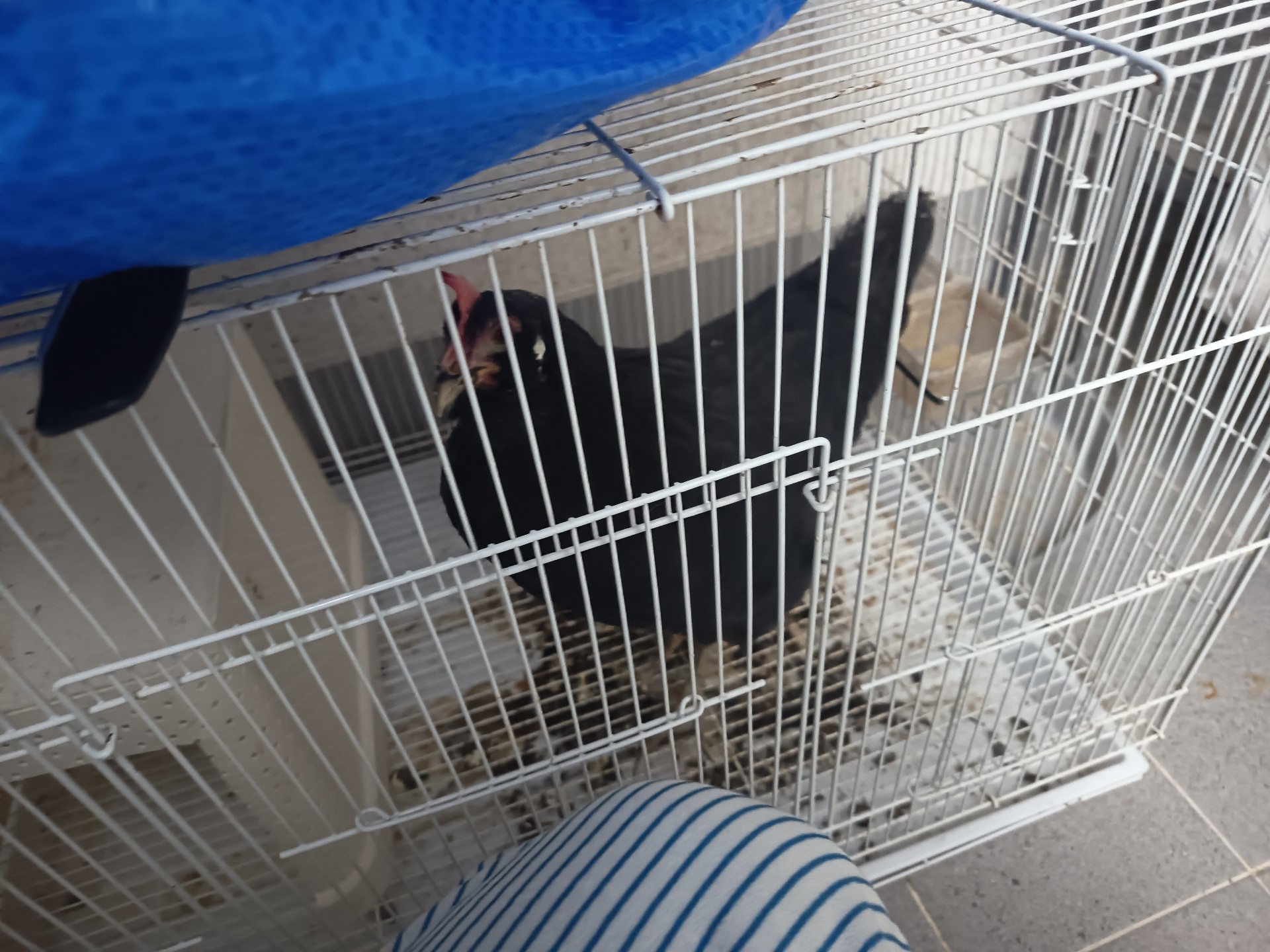 🍖32용가가쨘🍗 95