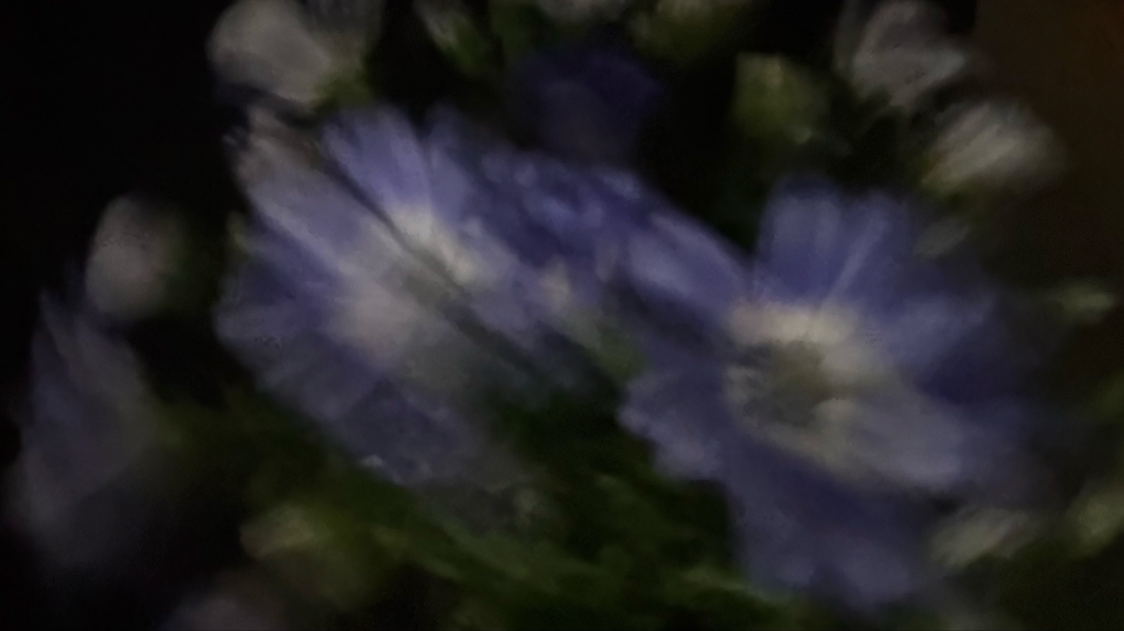 ꙳• 유 화 、𝙳-𝙳𝚊𝚢 🎂🌷