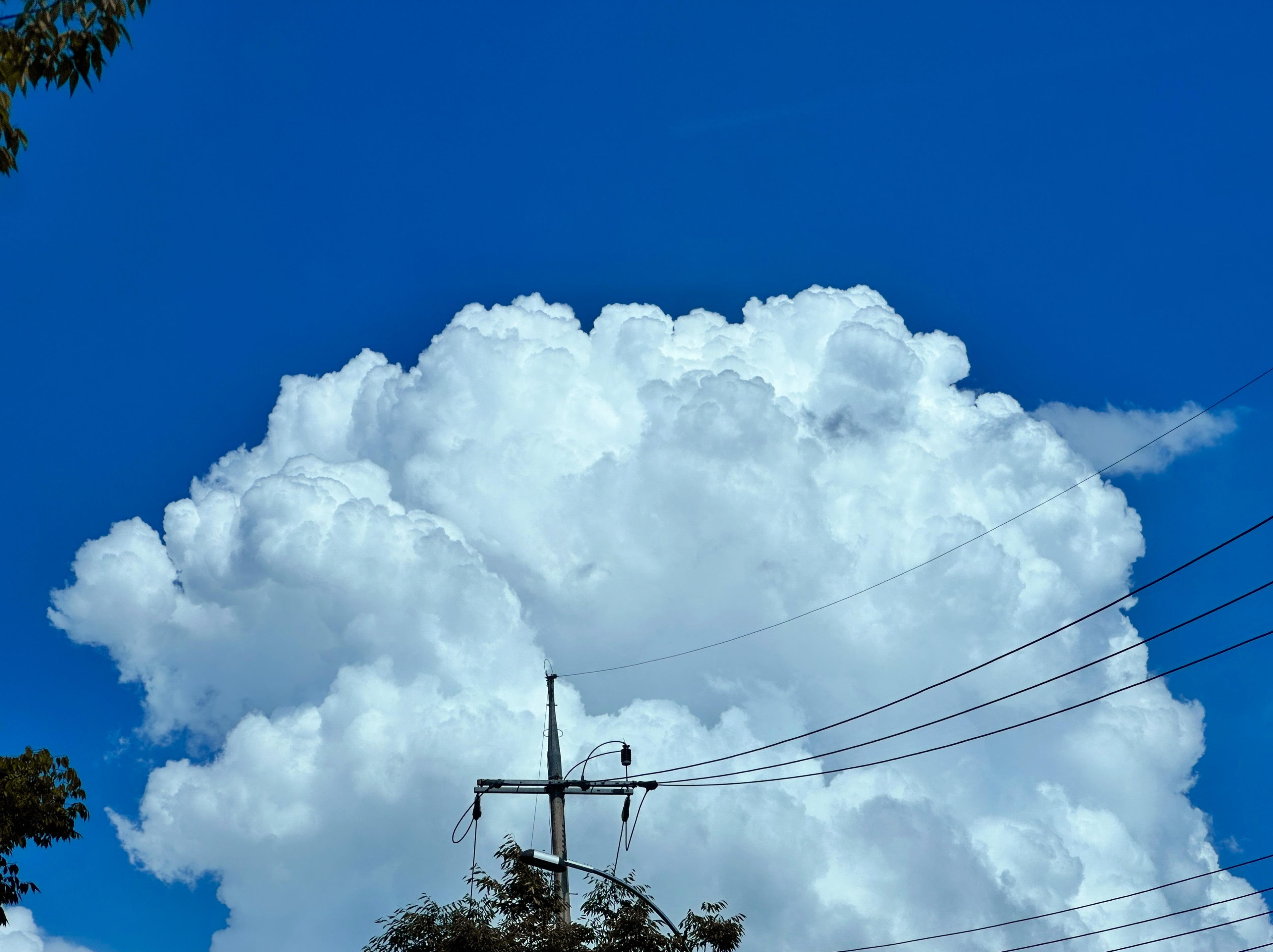 ꪑꫀꪊ᭙ (뮤) 🌸