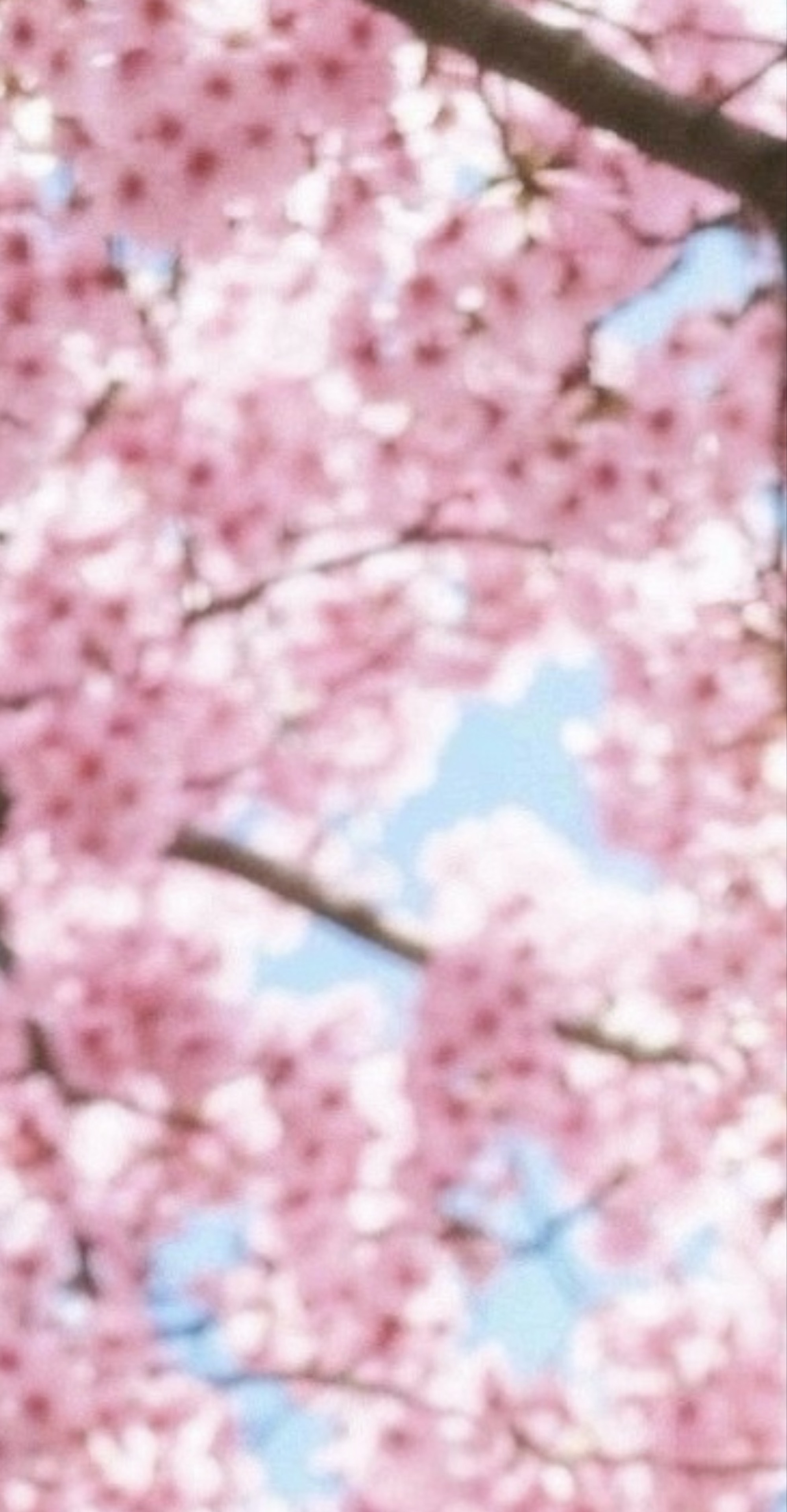 ❦  엔  콩  ༊༅