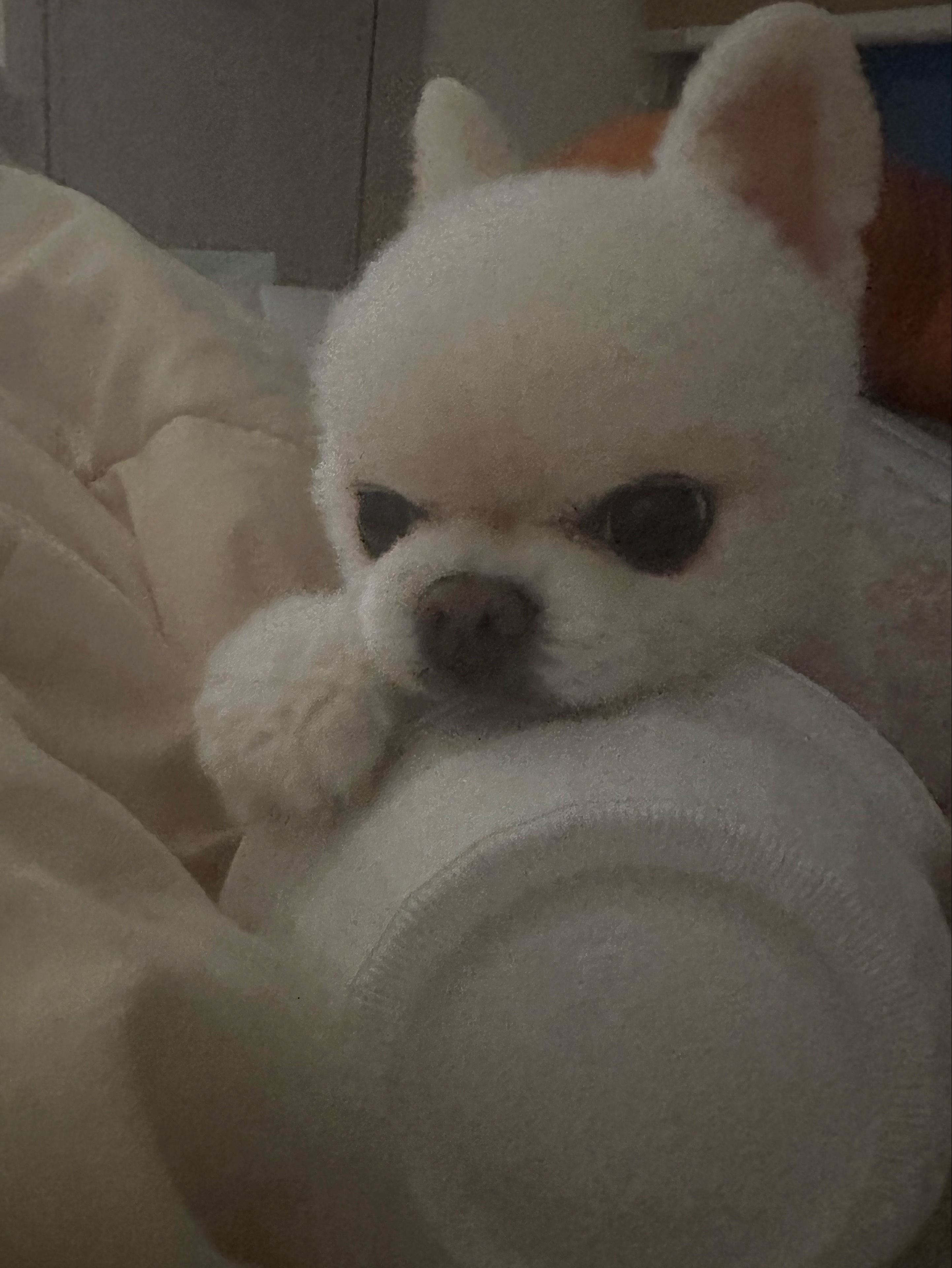 제 이‧·*